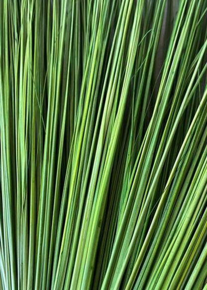 Close-up of Green Dried Fountain Grass