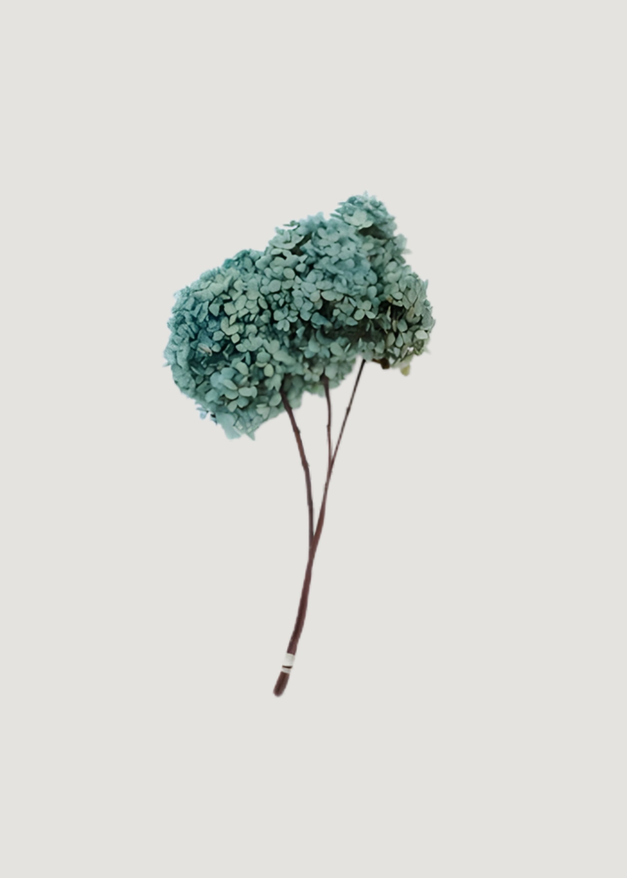 Preserved Flower Bundle of 3 Blue and Green Hydrangea Stems