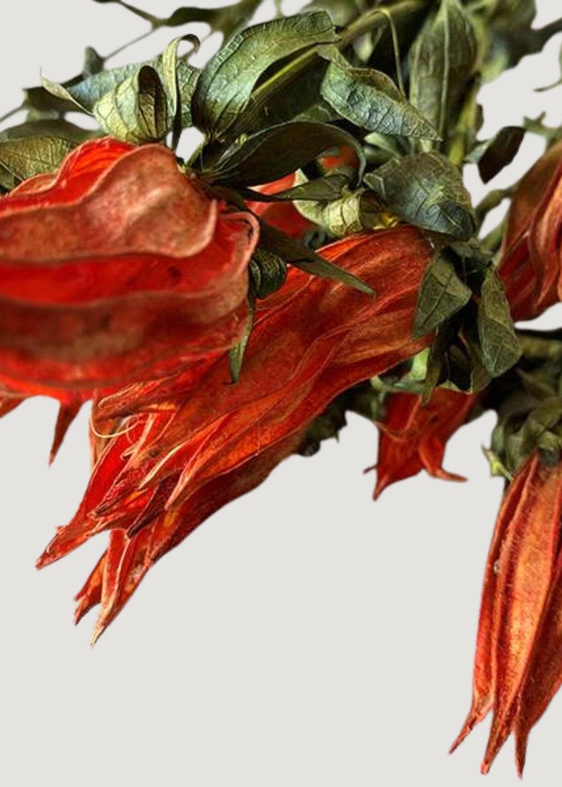 Close-up of Orange Preserved Indian Paintbrush Flowers