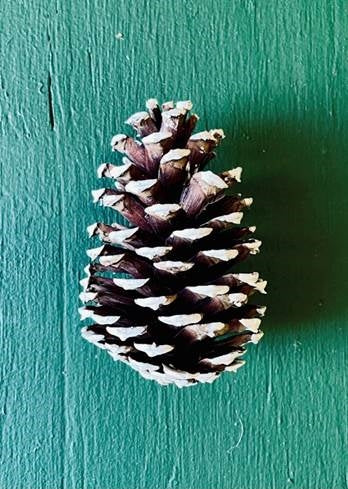 White Tipped Pine Cone Natural Pine Cones Box of 100 - 3-4&quot;