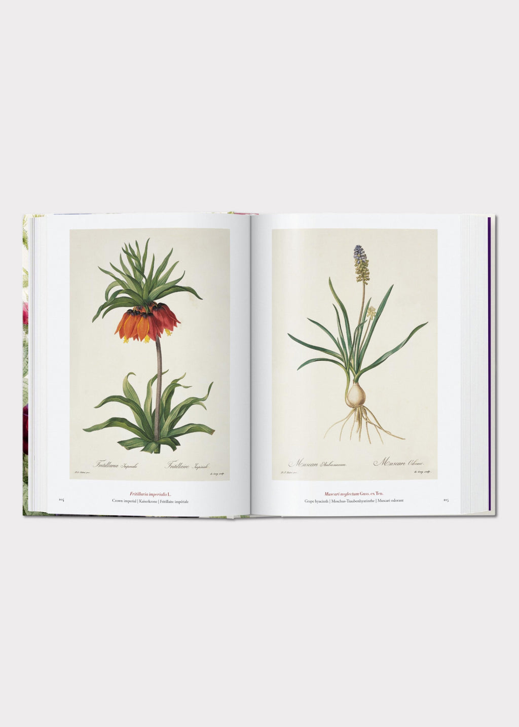 Open book displaying illustrations of plants 