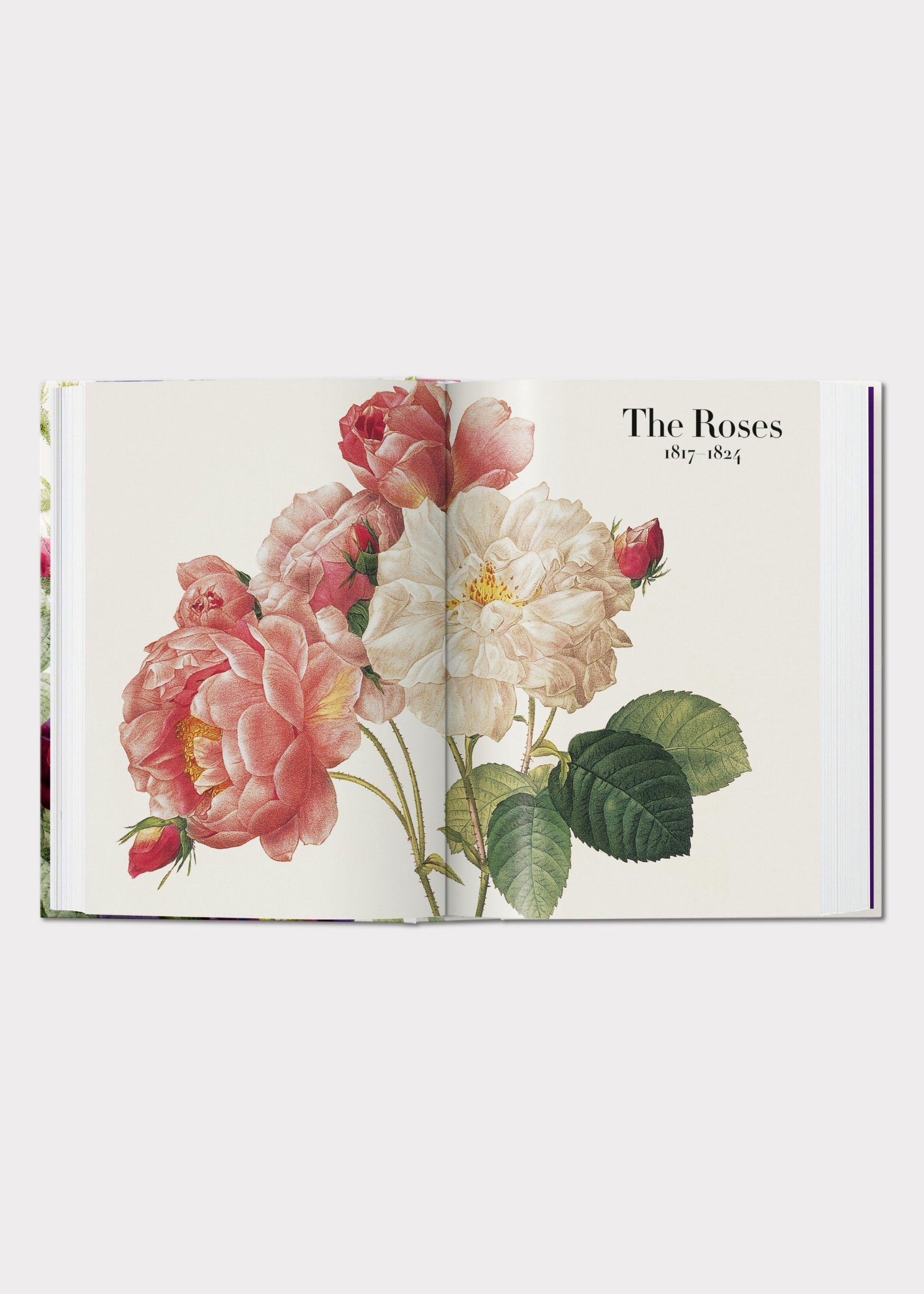 Open book with illustrations of roses 