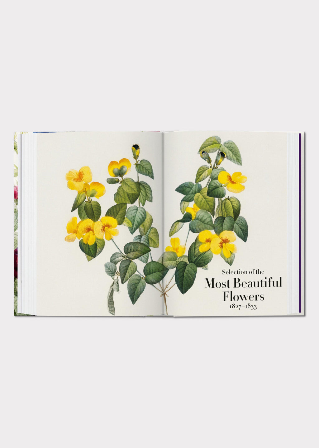 Open book with illustrations of yellow flowers 