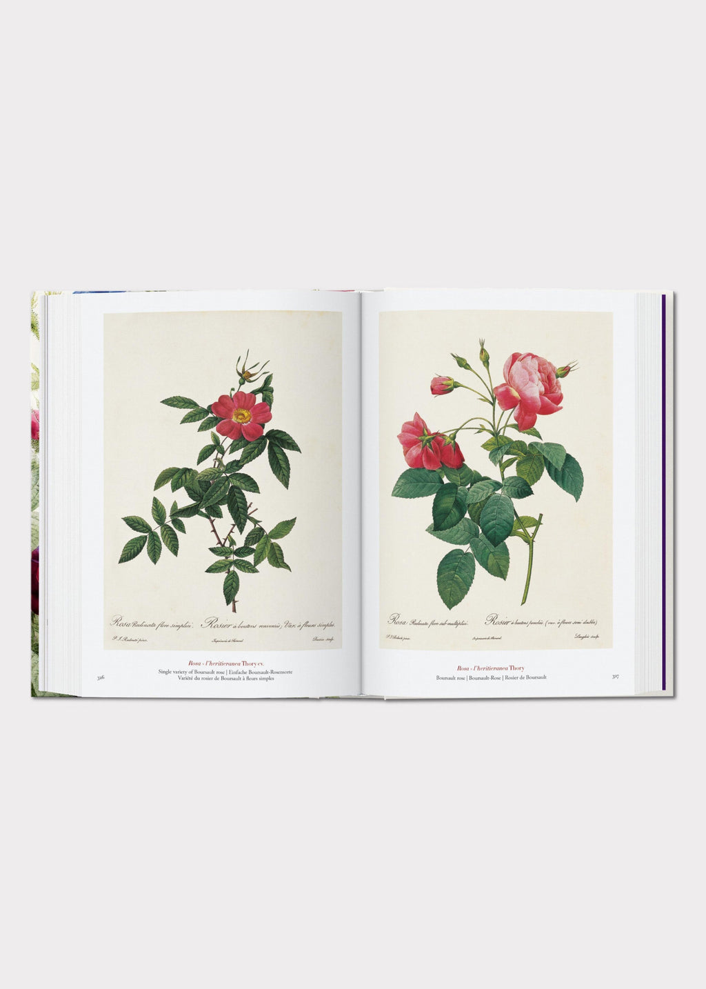 Open book displaying illustrations of flowers 