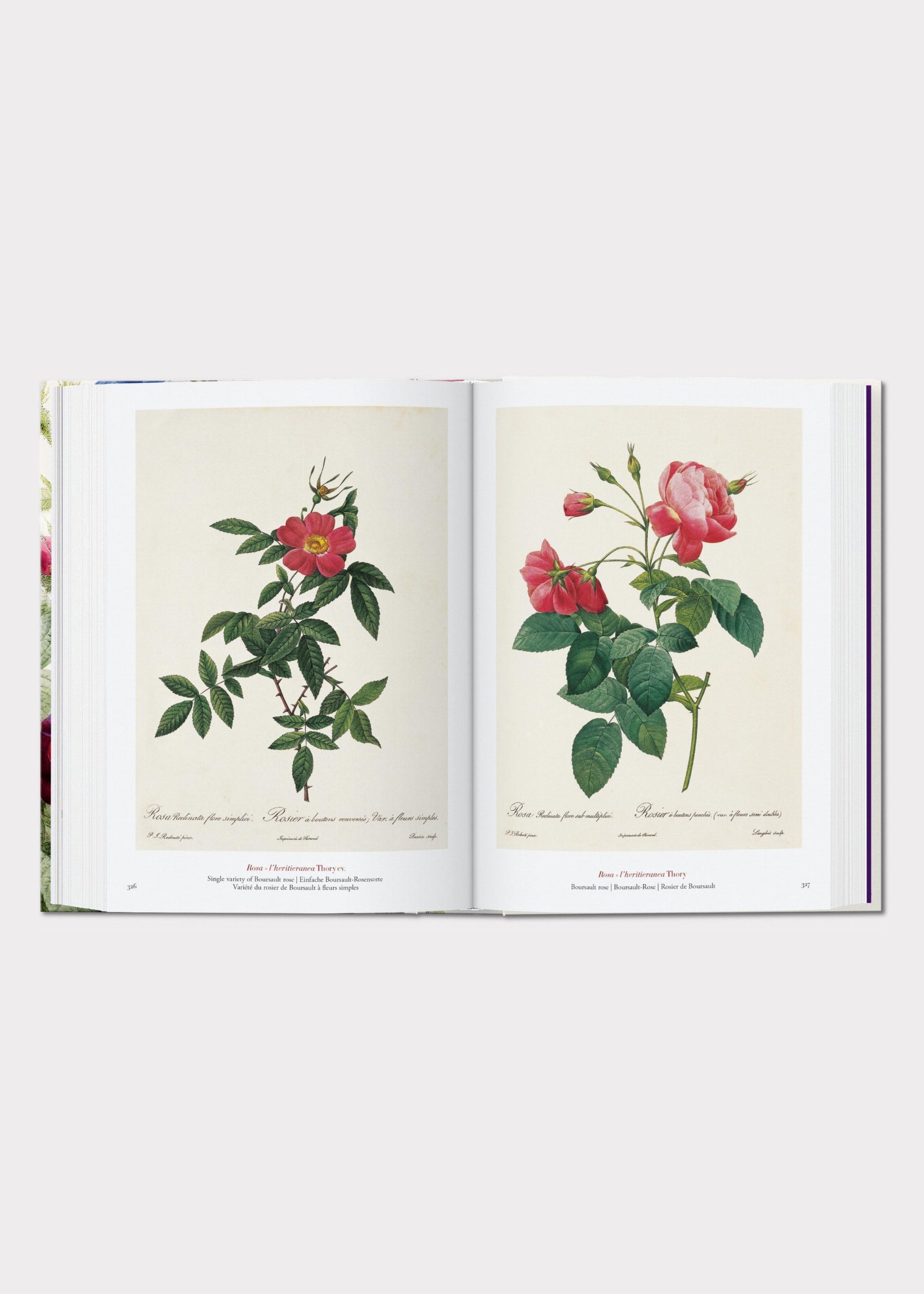 Open book displaying illustrations of flowers 