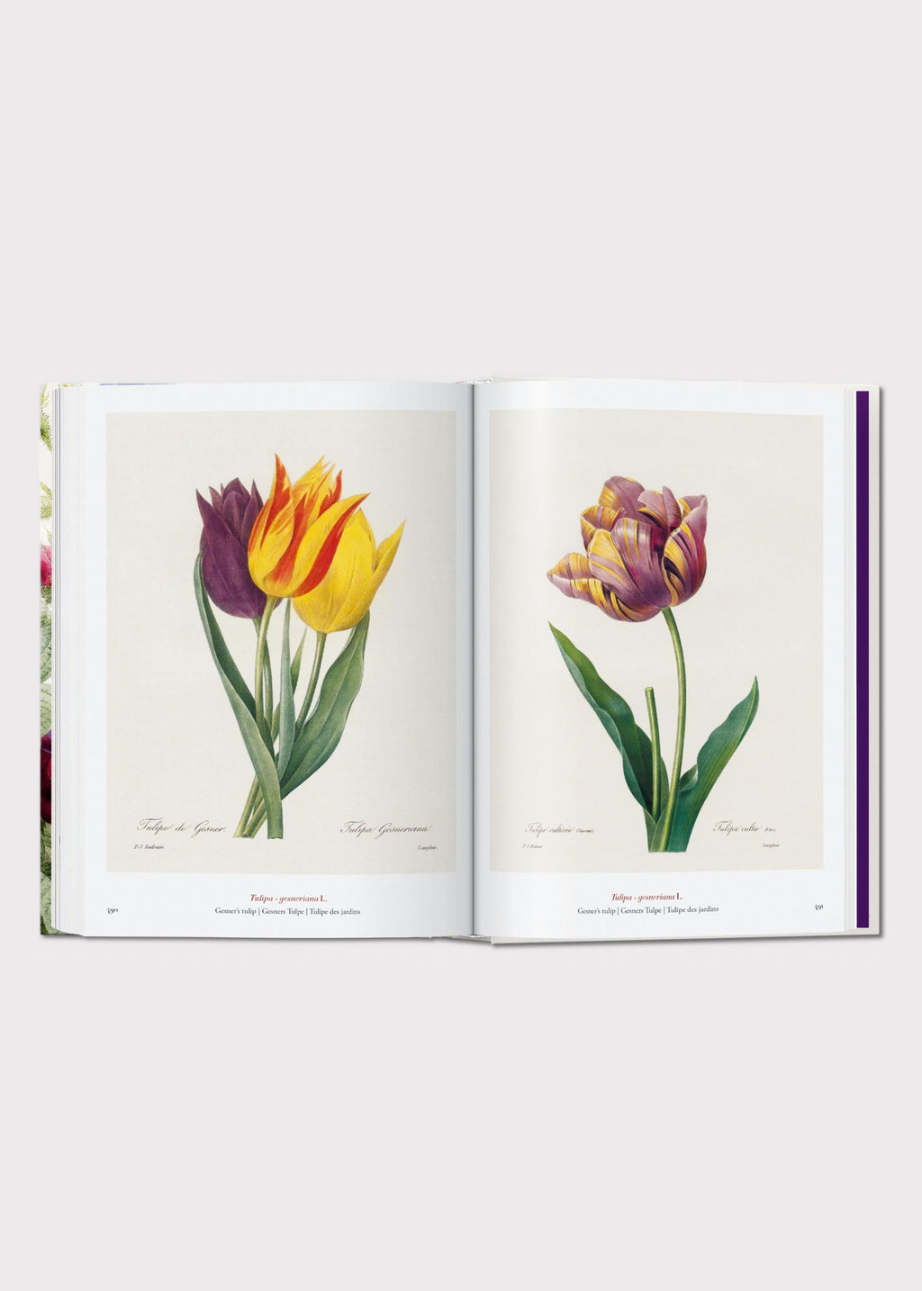 Open book showing illustrations of tulips 