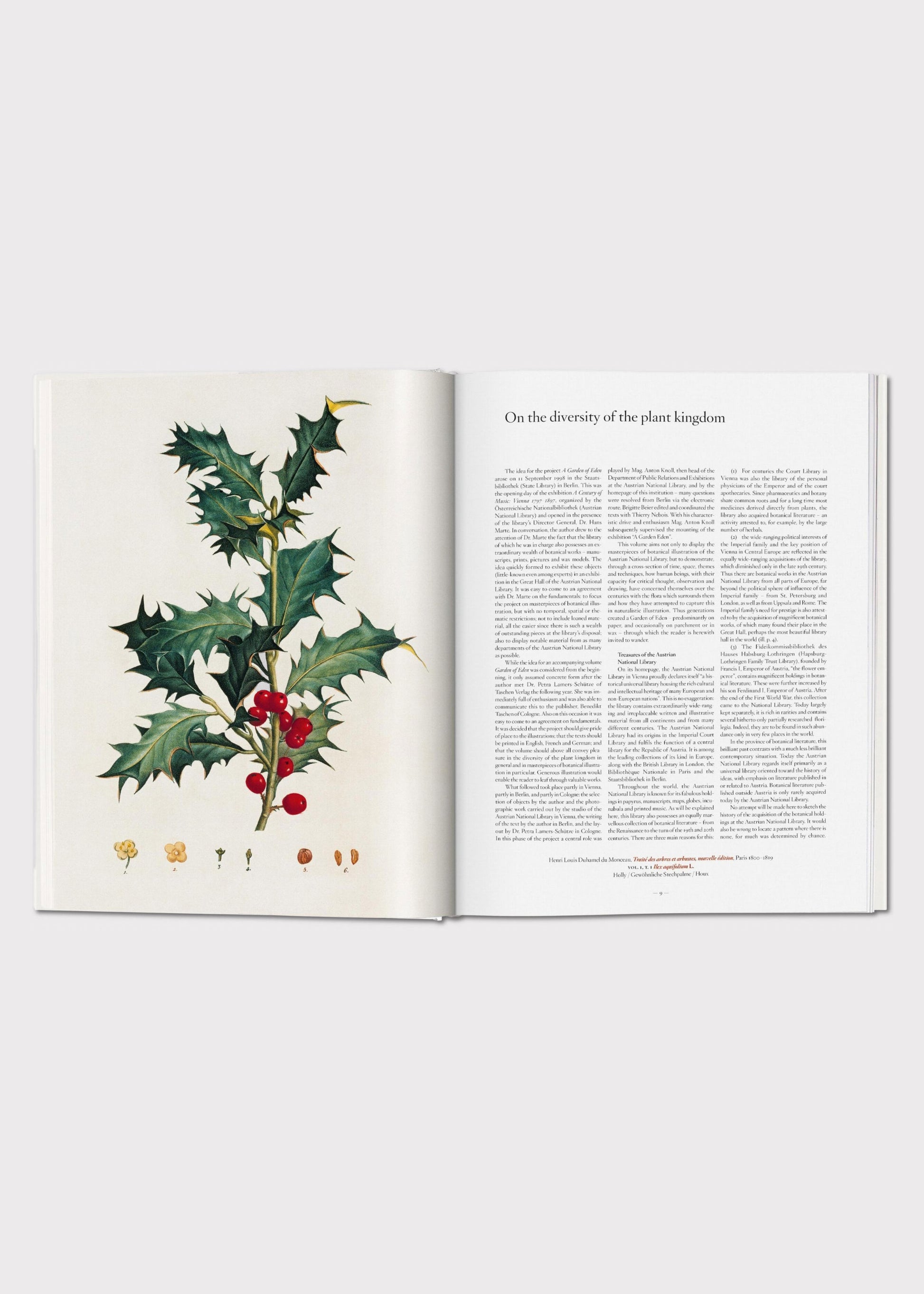 Book open to a page with a botanical illustration of holly 