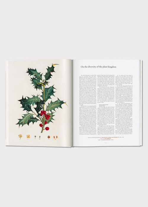 Book open to a page with a botanical illustration of holly 