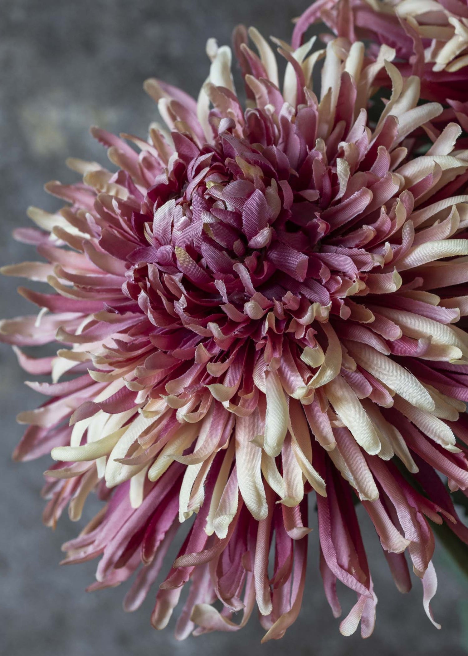 Close-up of pink fake Chrysanthemum 