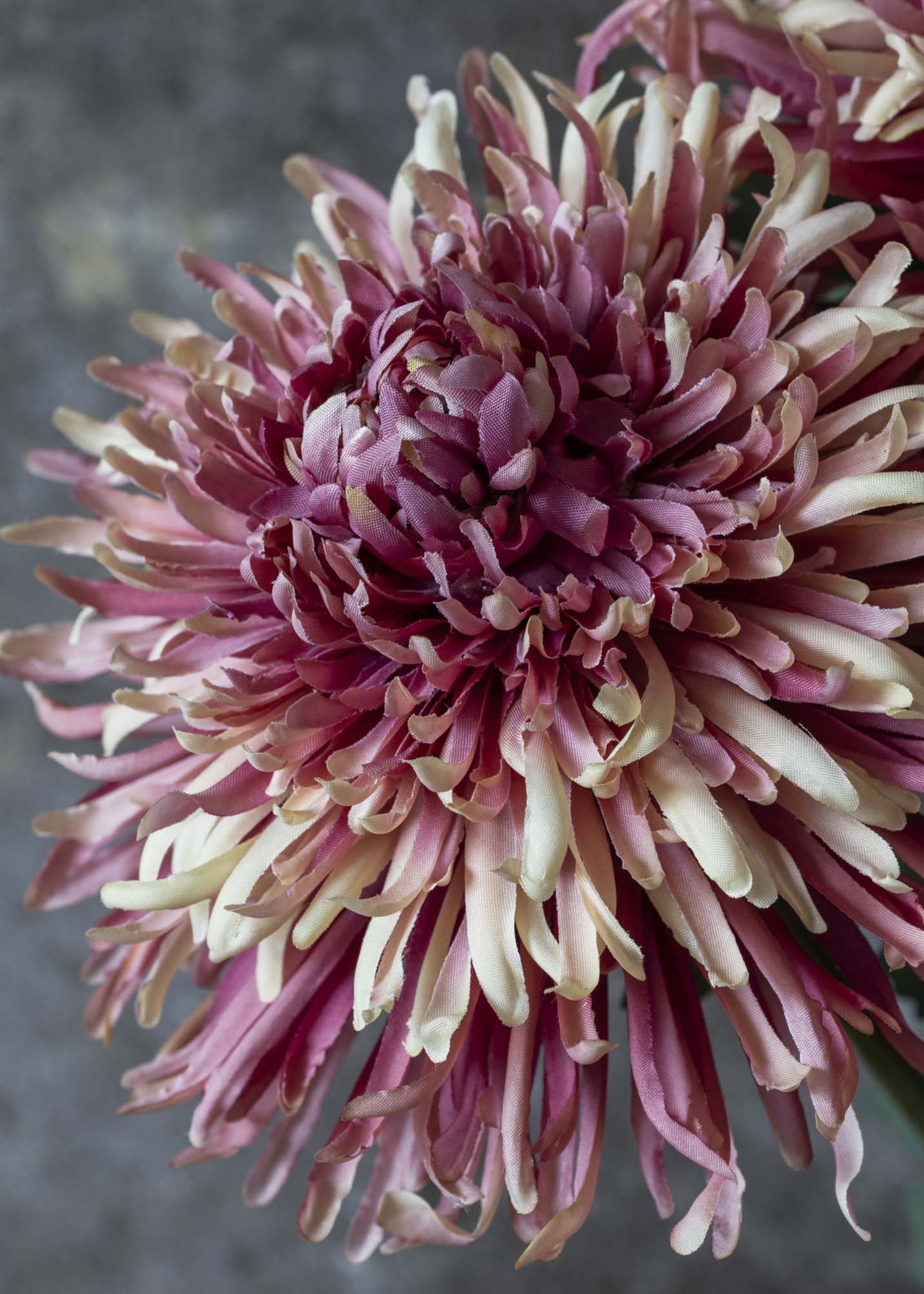 Close-up of pink fake Chrysanthemum 