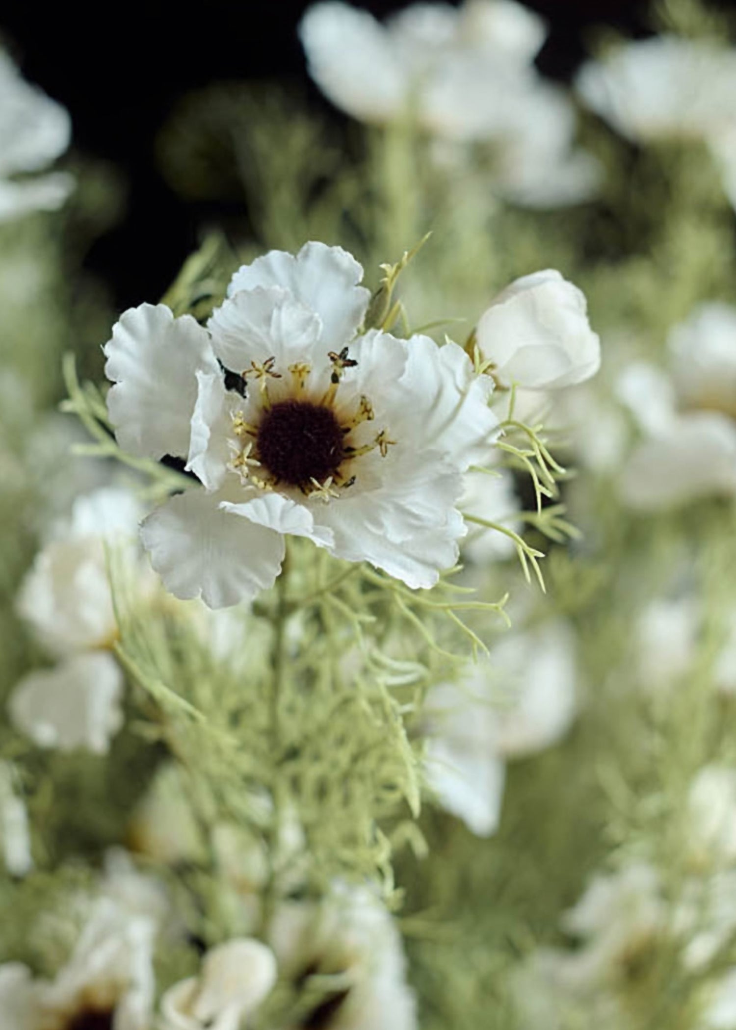Close-up of cream faux cosmos
