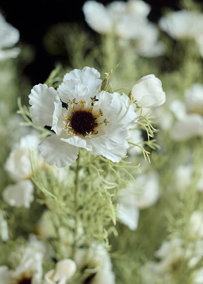 Close-up of cream faux cosmos