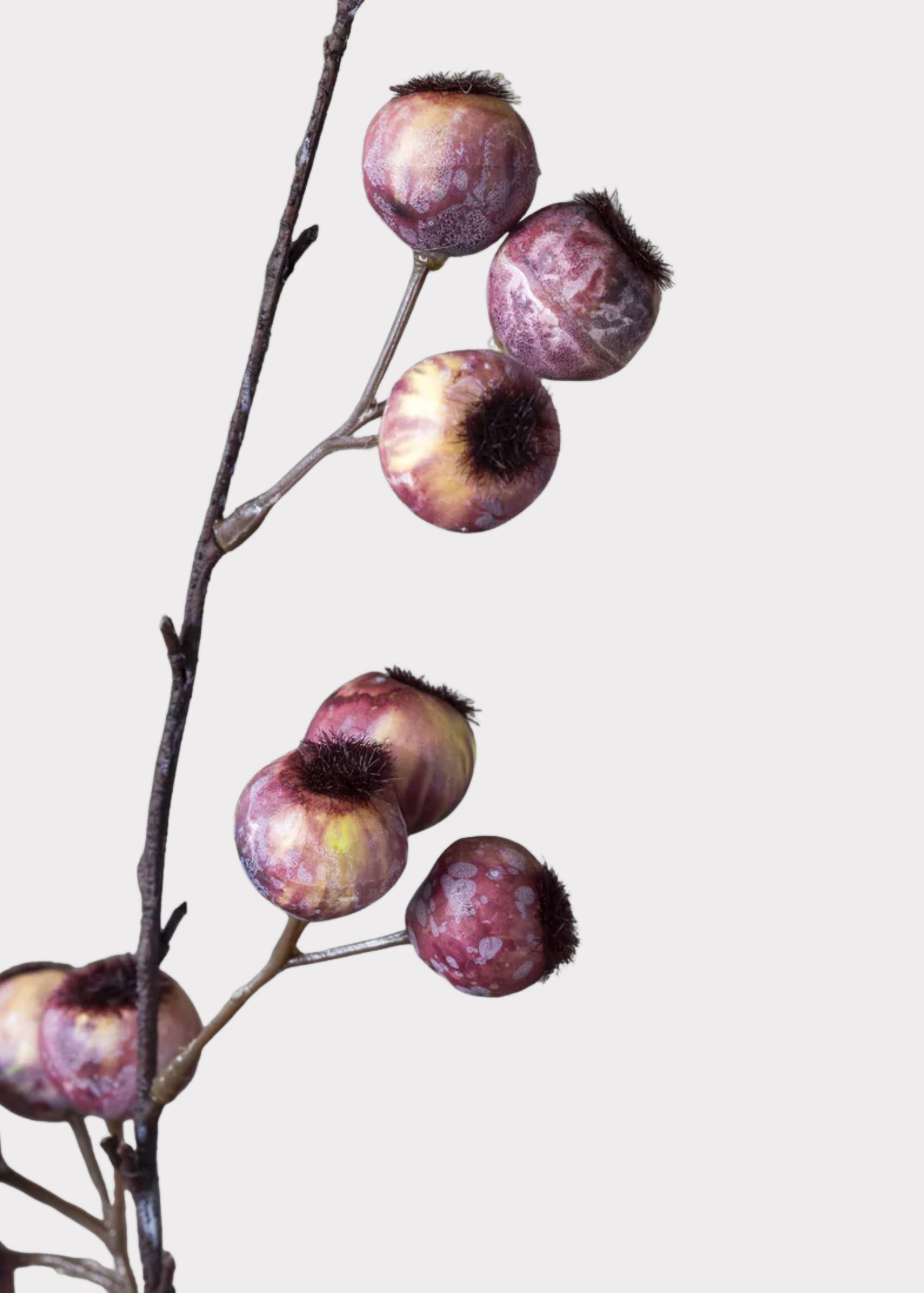 close-up of pink hawthorn berries 