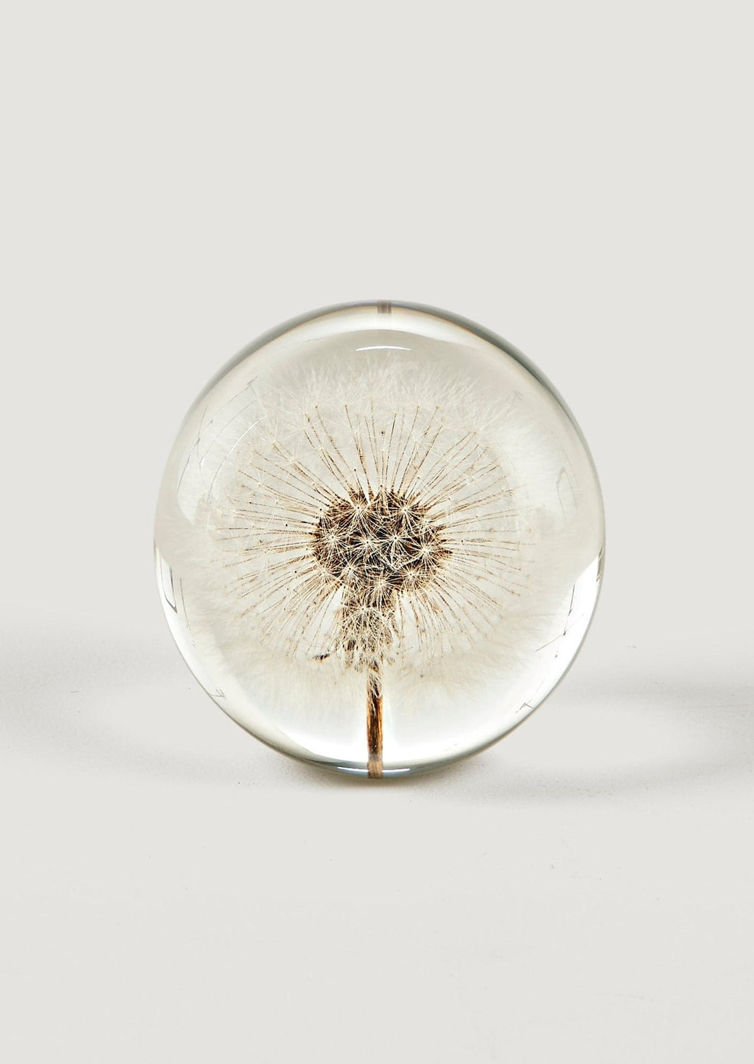 Afloral Decor Resin Ball Paperweight with Preserved Dandelion Head