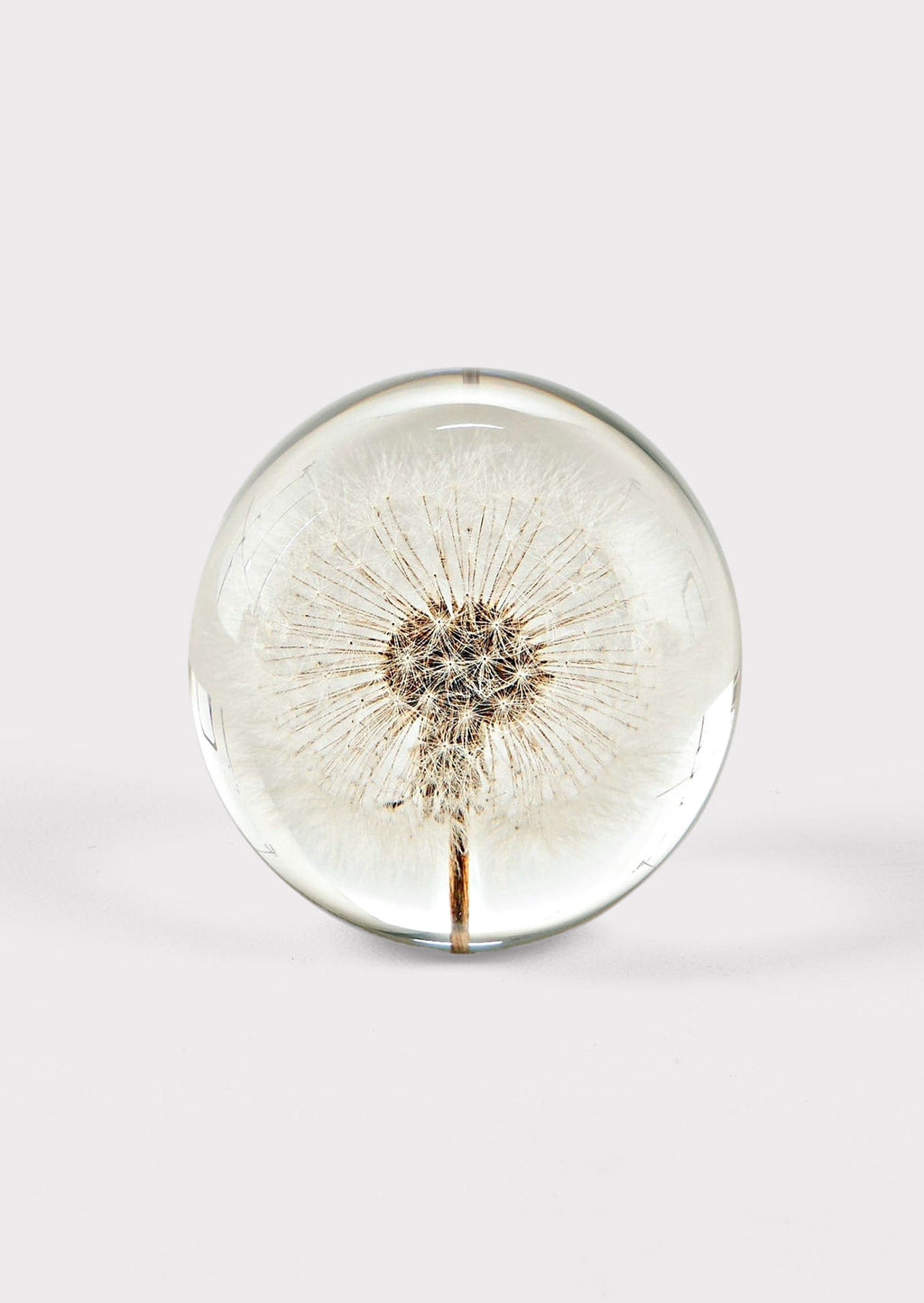 Afloral Decor Resin Ball Paperweight with Preserved Dandelion Head