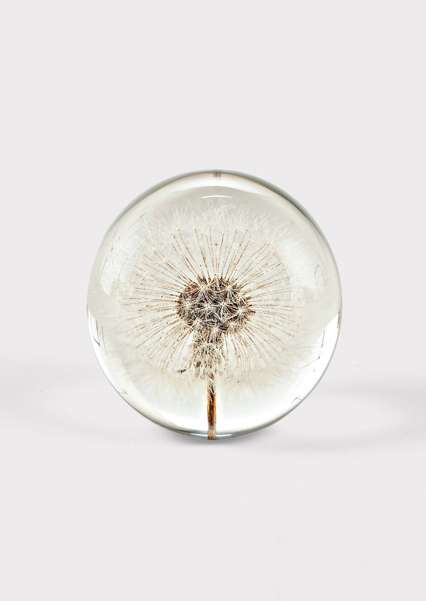Afloral Decor Resin Ball Paperweight with Preserved Dandelion Head