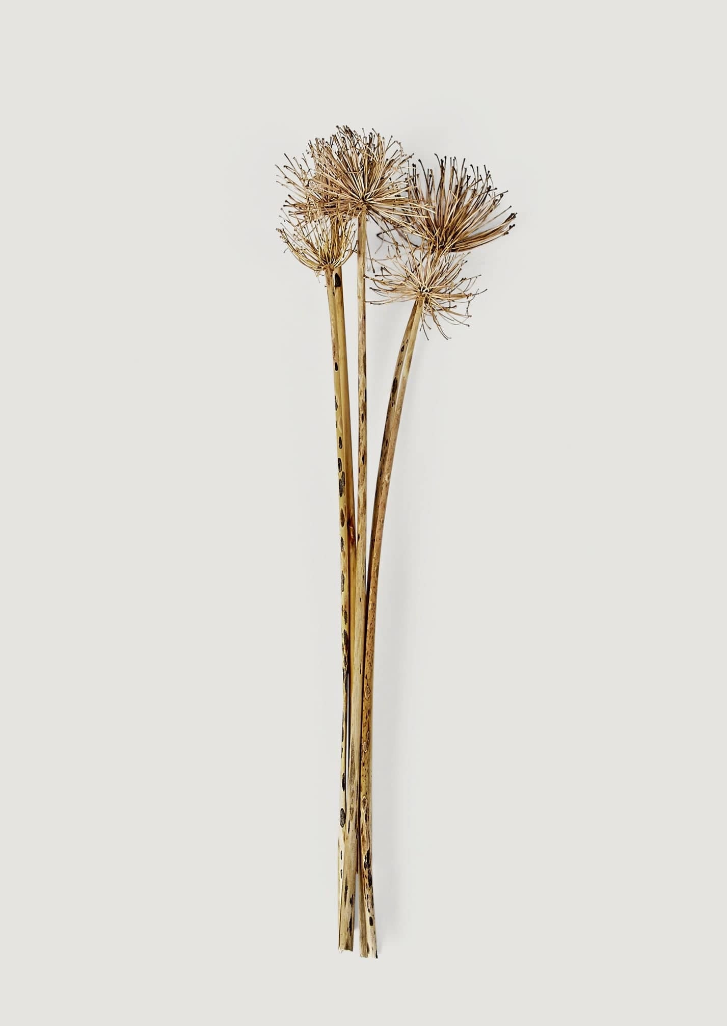 Blooming Dried Flowers Allium Bundle at Afloral