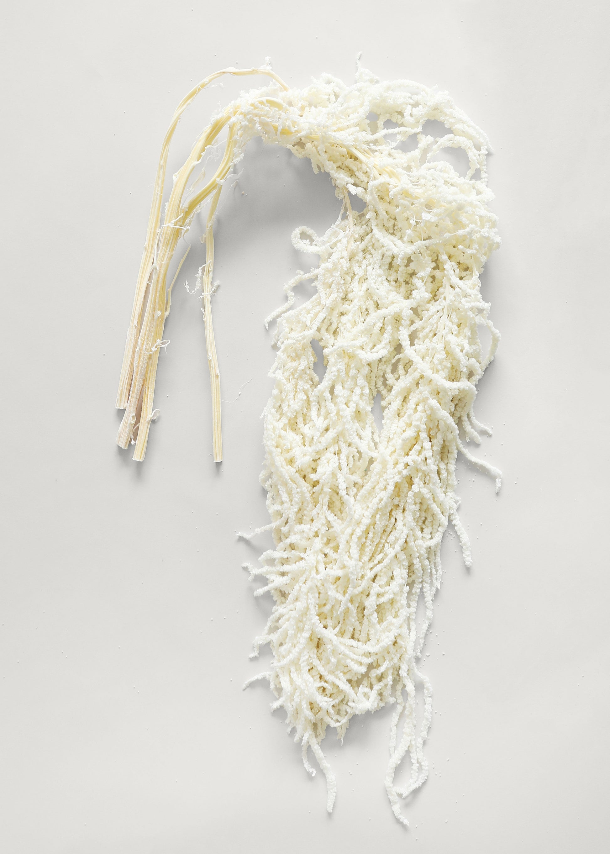 Preserved Hanging Amaranthus Flowers in White
