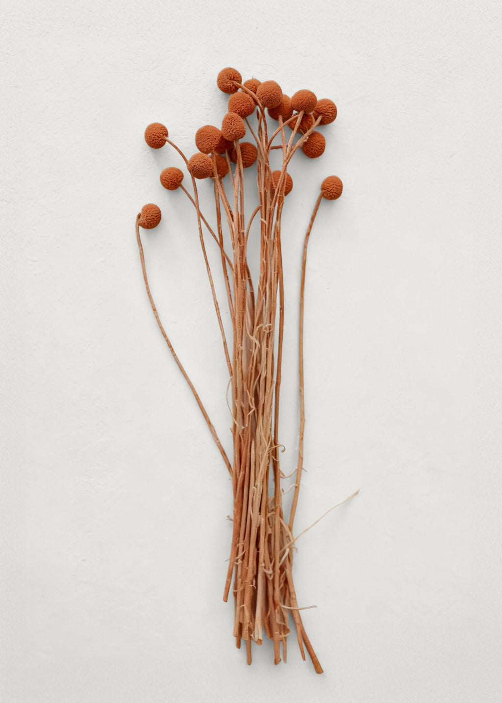 Dried Billy Button Flower Bundle in Terracotta Orange 