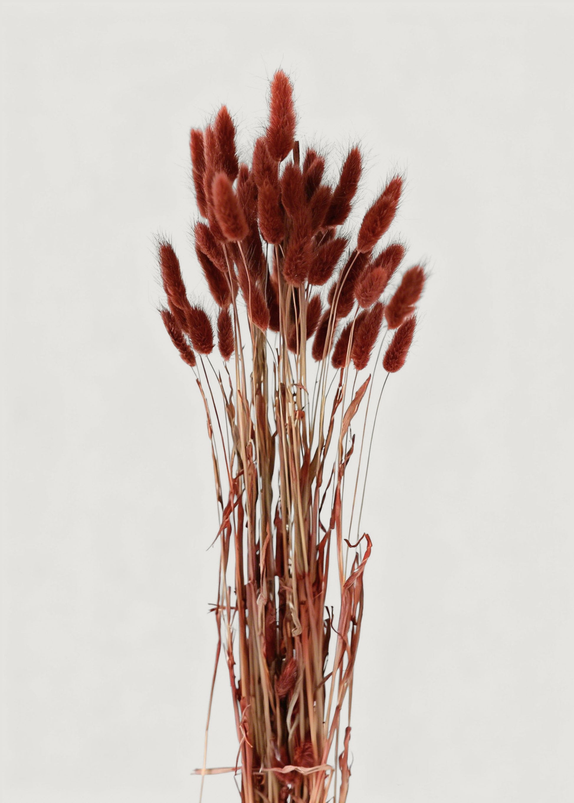 Earthy Terracotta Dried Bunny Tail Grass Bundle
