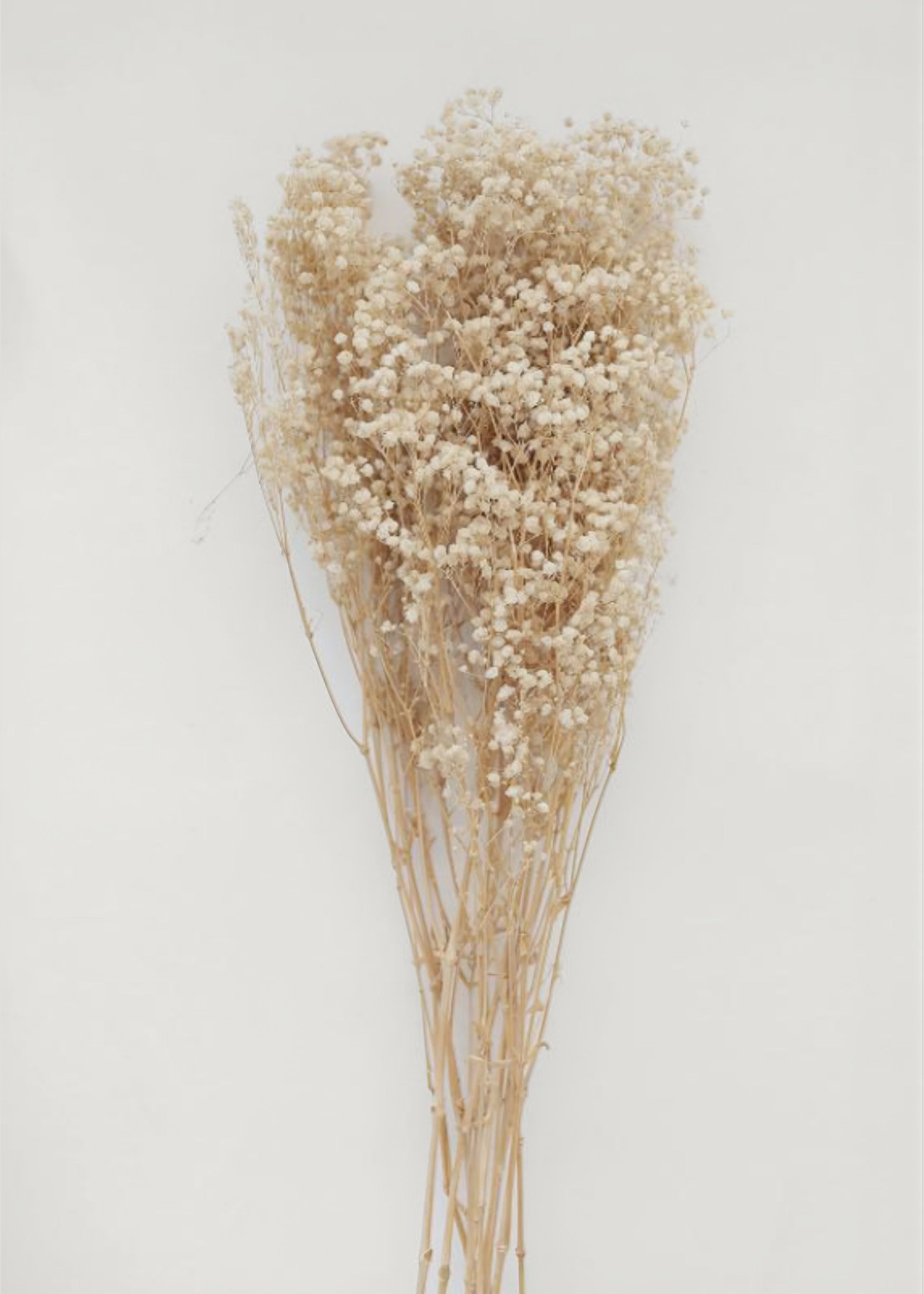 Natural Beige Preserved Gypsophila Flowers
