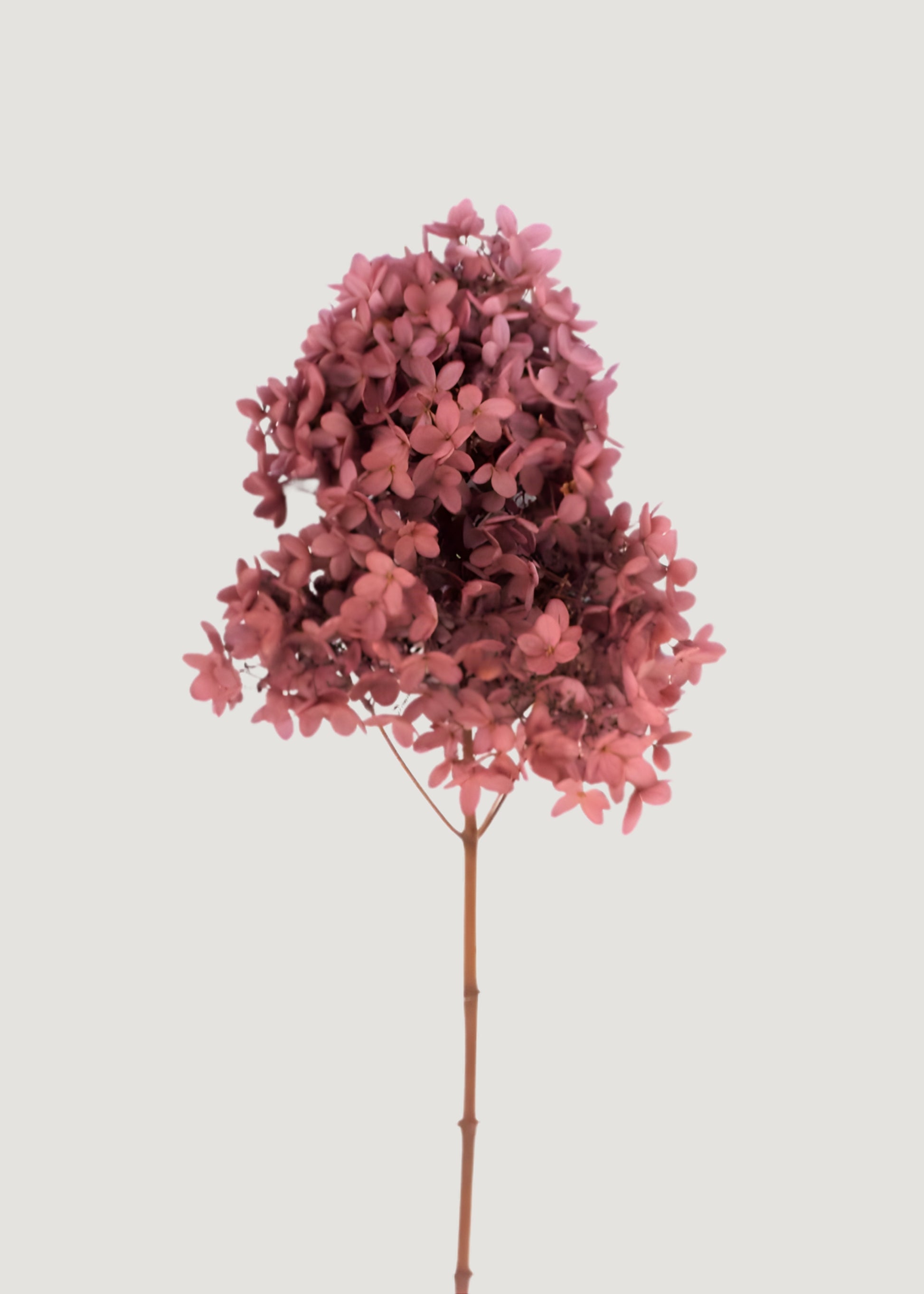 Natural Pink Mauve Dried Hydrangea