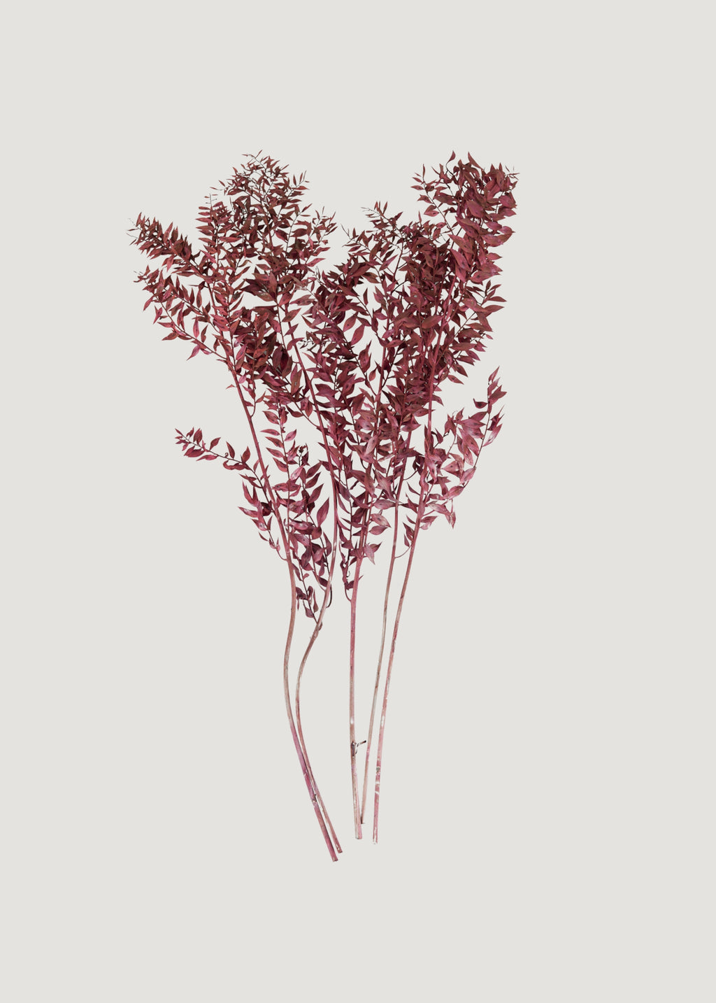 Burgundy Preserved Ruscus Leaves 