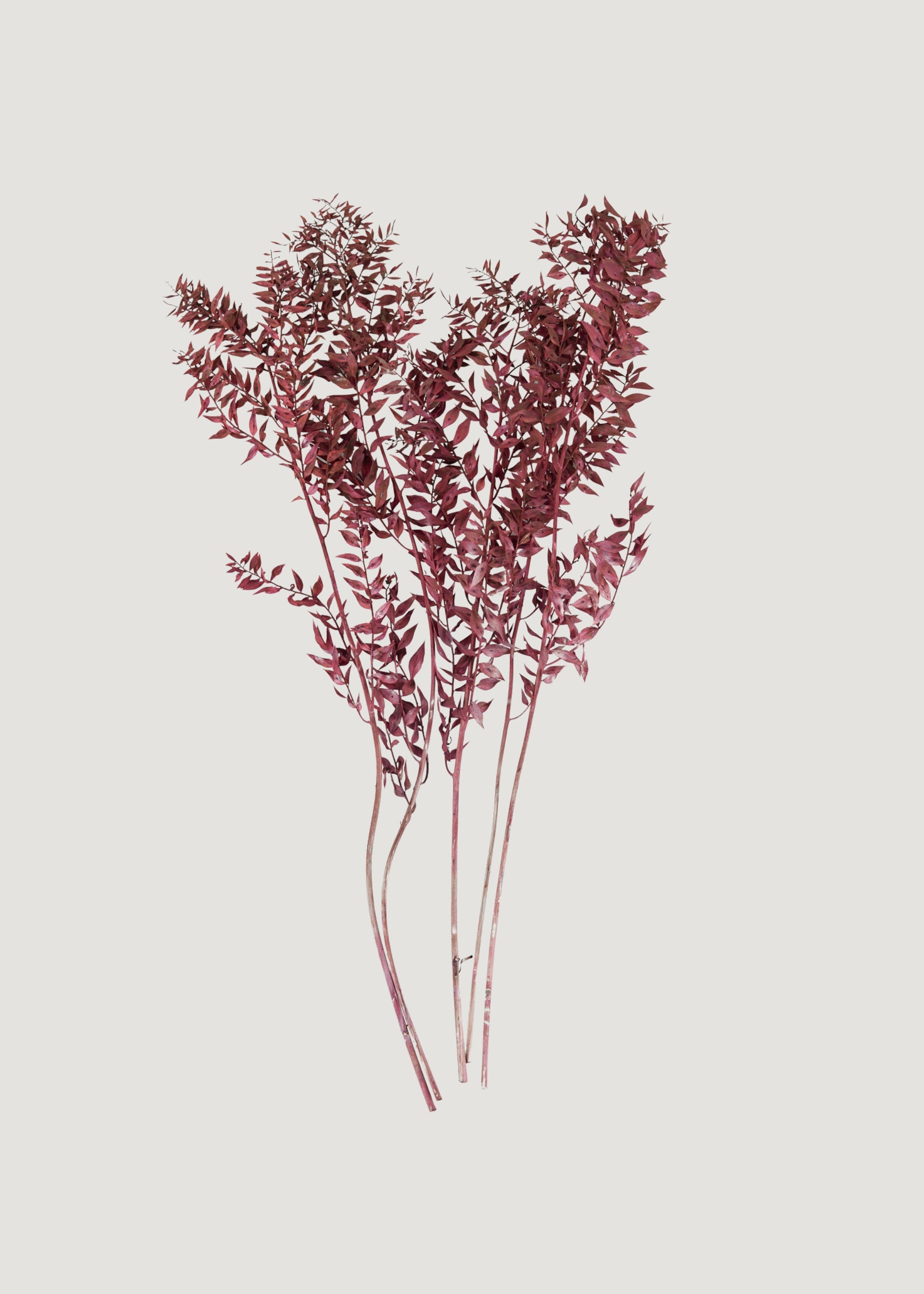 Burgundy Preserved Ruscus Leaves 