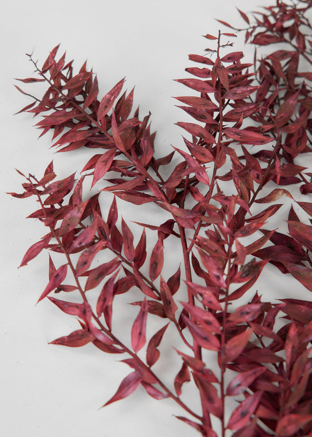Close-up of Burgundy Preserved Ruscus Leaves 