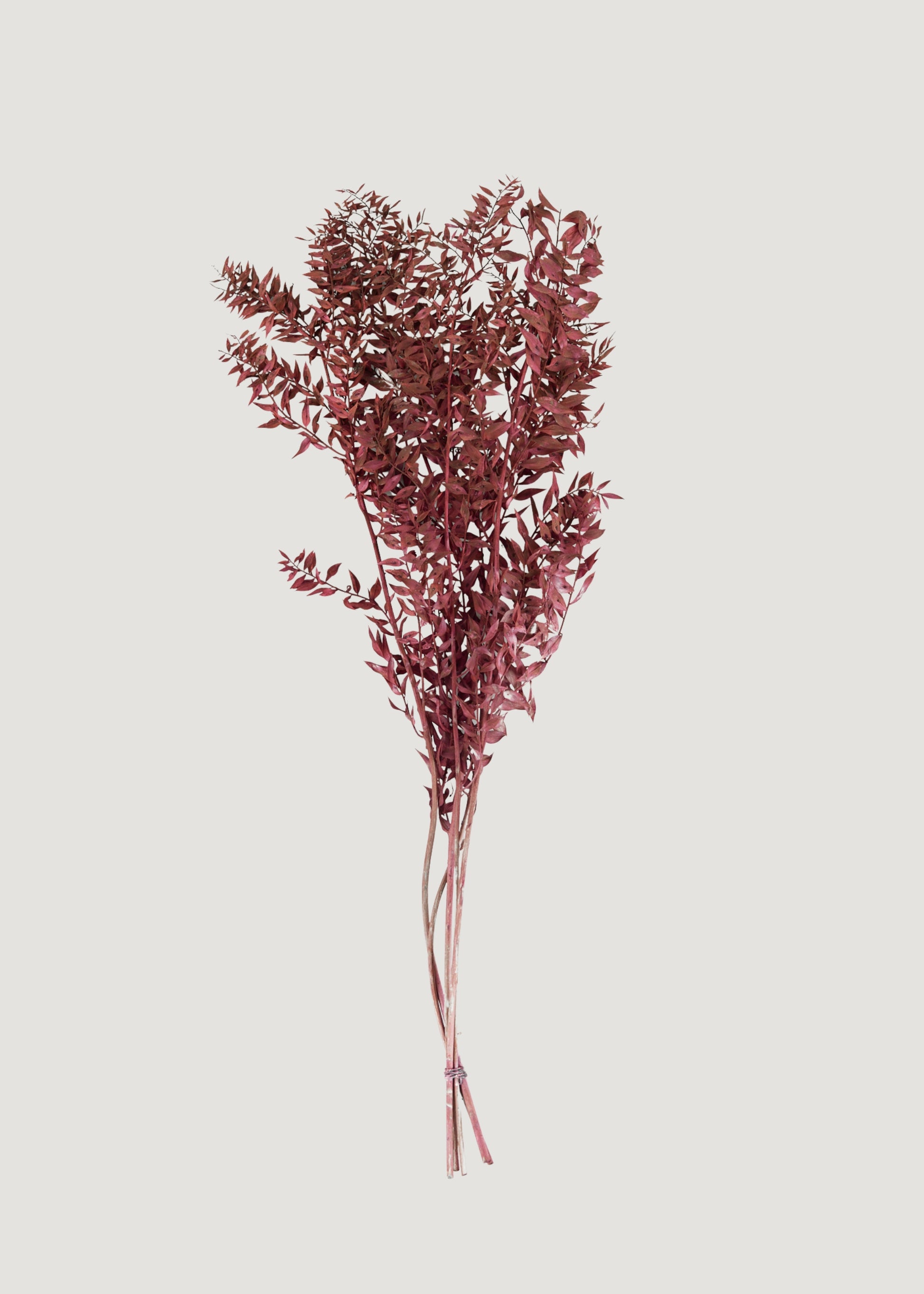Preserved Ruscus Leaves in Burgundy 