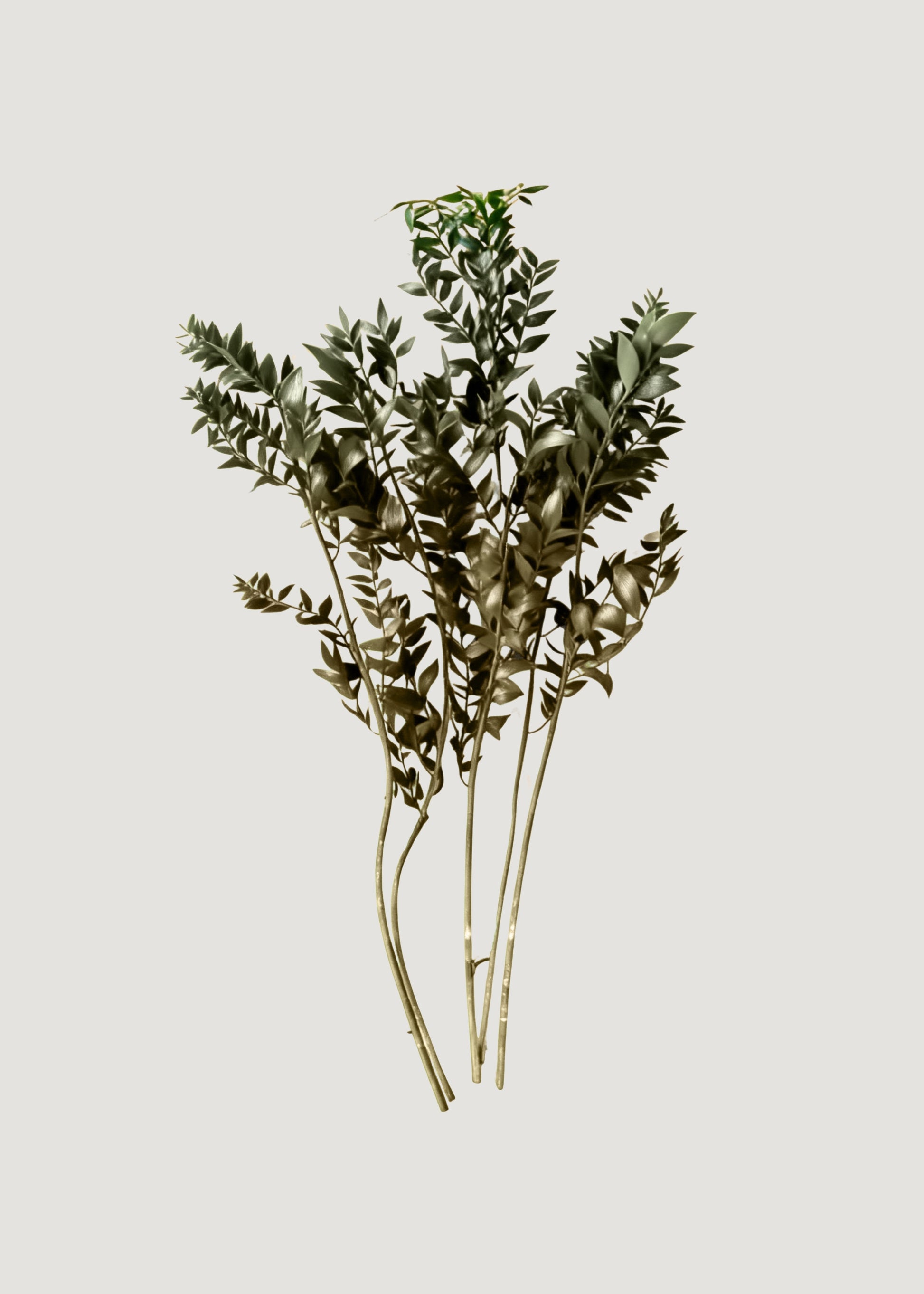 Natural Green Dried Ruscus Leaves
