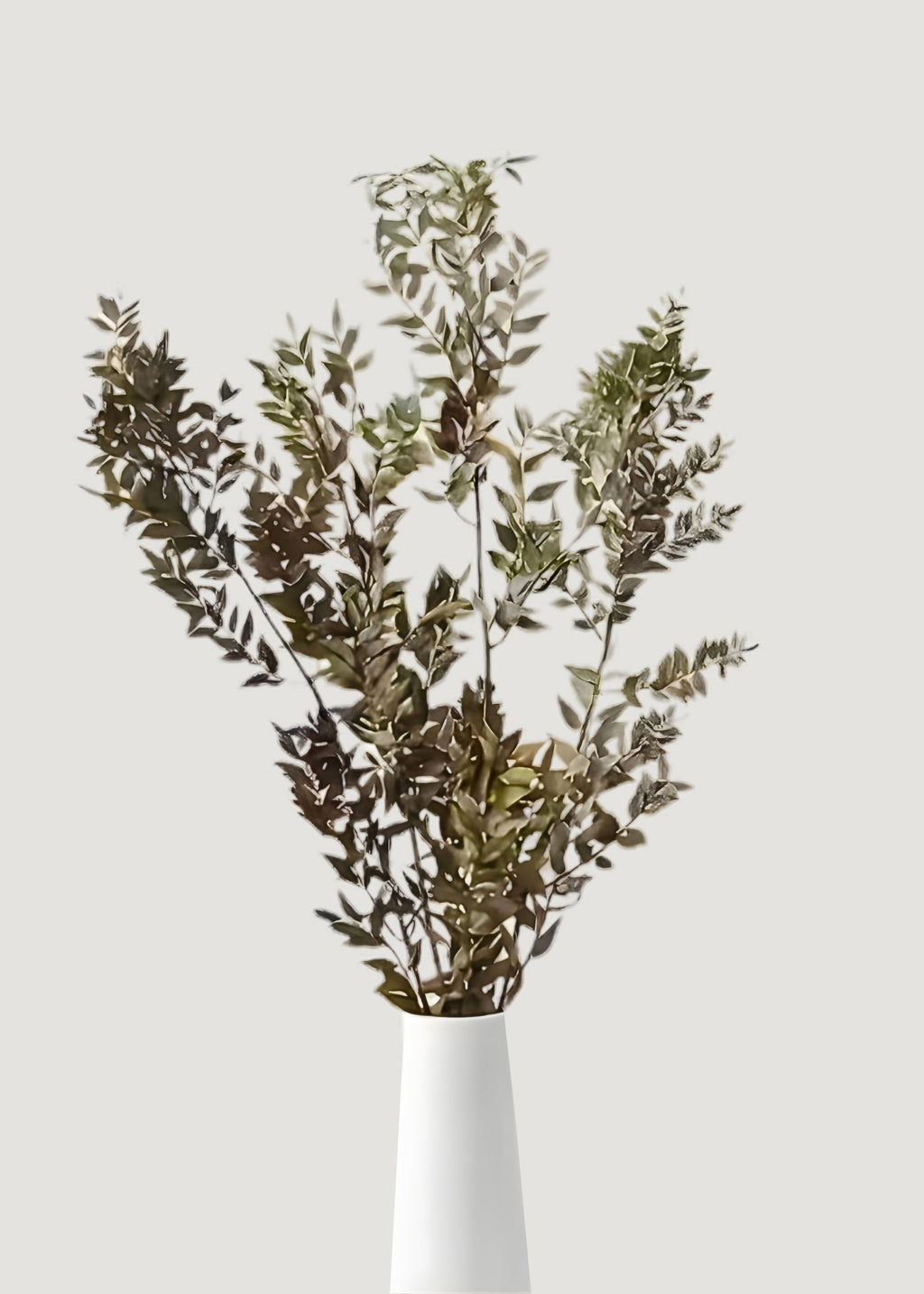Dried Botanicals Natural Green Ruscus Leaf Bundle in Vase