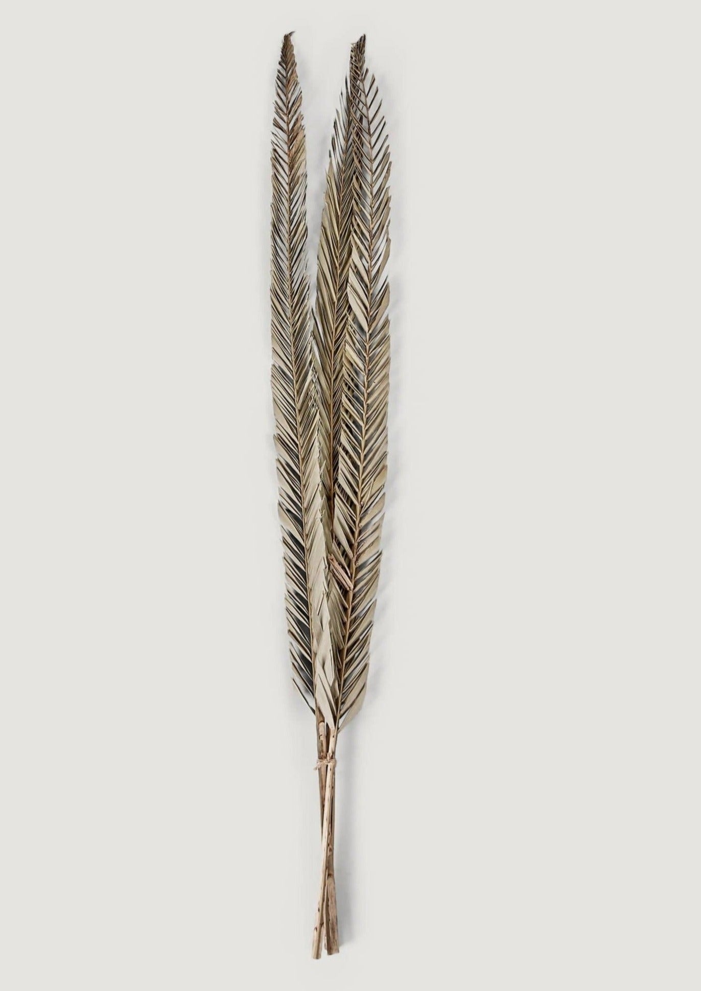 Natural Dried Sword Palm Leaf Bundle at Afloral