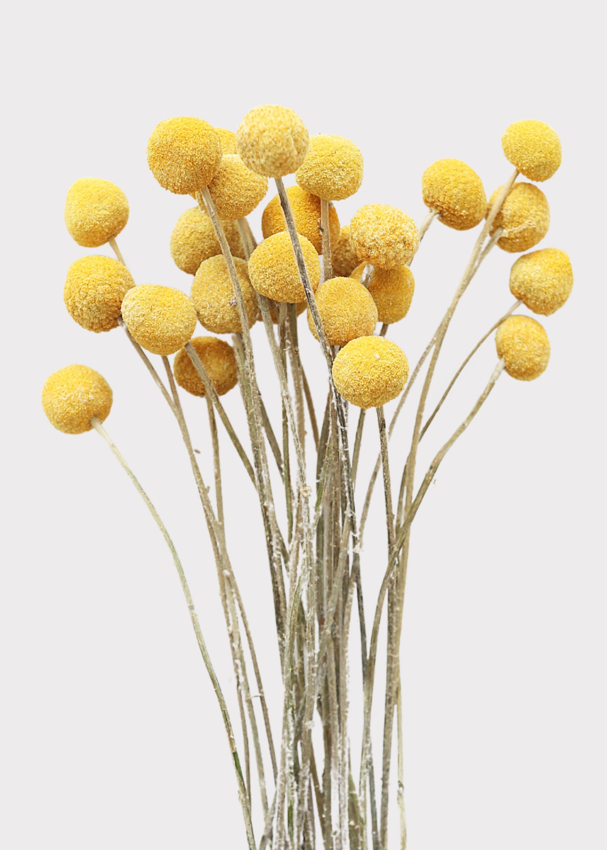 Dried Flowers Natural Yellow Billy Balls at afloral