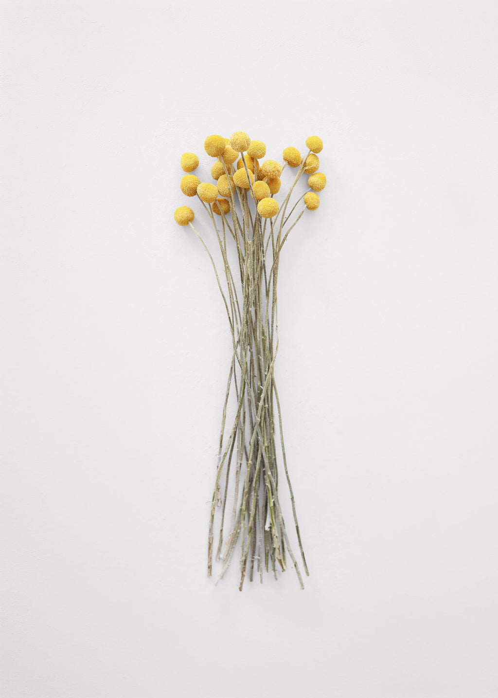 Dried Flowers Golden Yellow Billy Button Bundle
