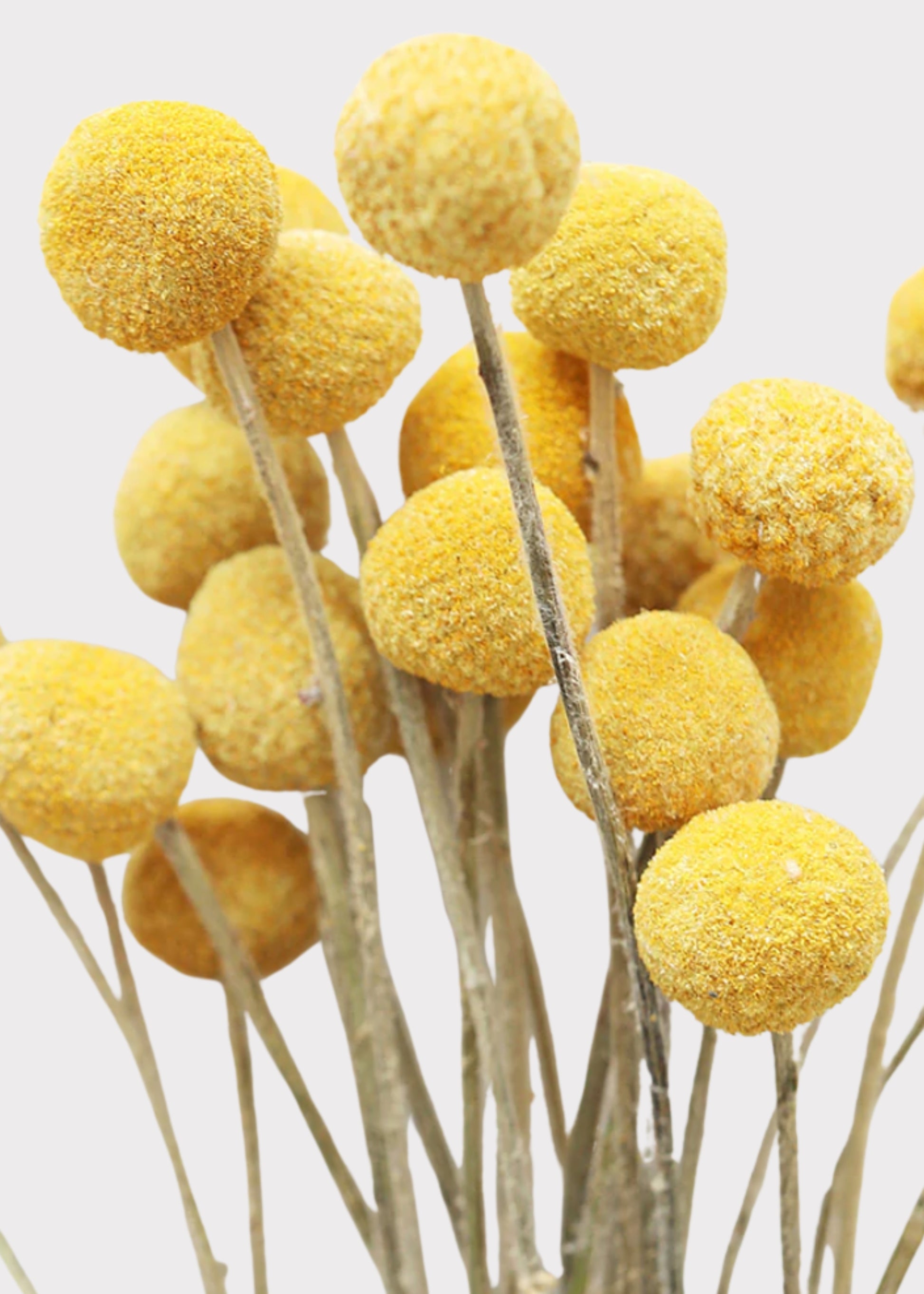 Dried Billy Buttons