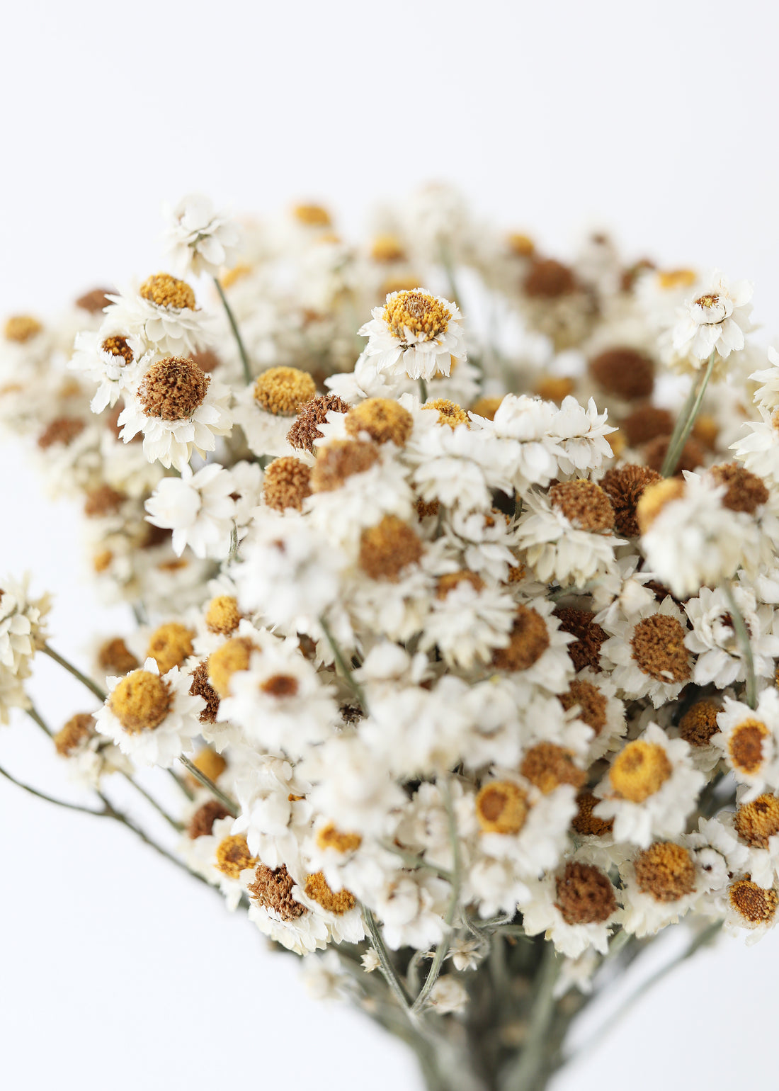 Dried Ammobium Flowers