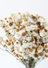  Dried Ammobium Flowers