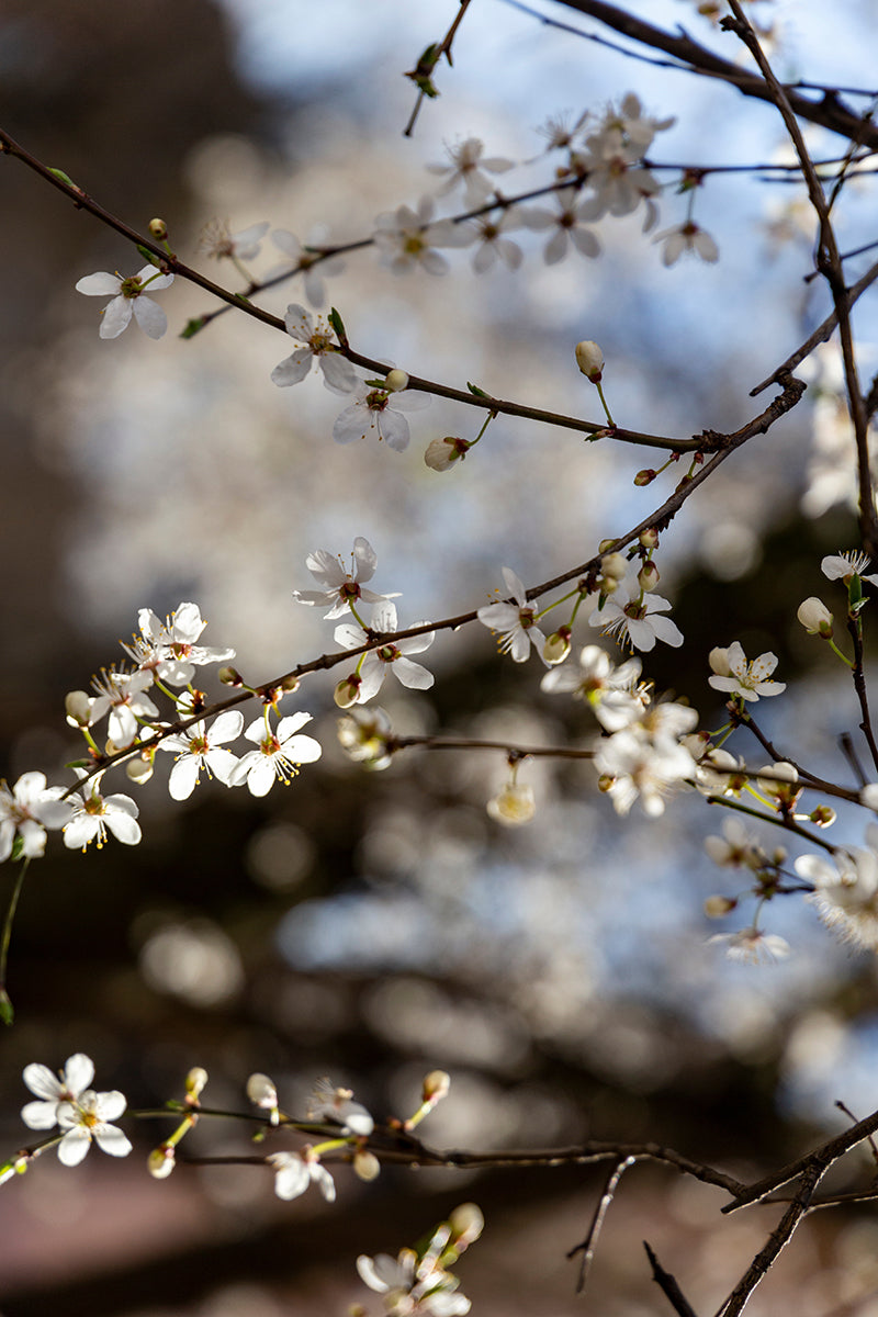 flowers for home decor