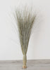 Afloral Natural Green Dune Grass Preserved