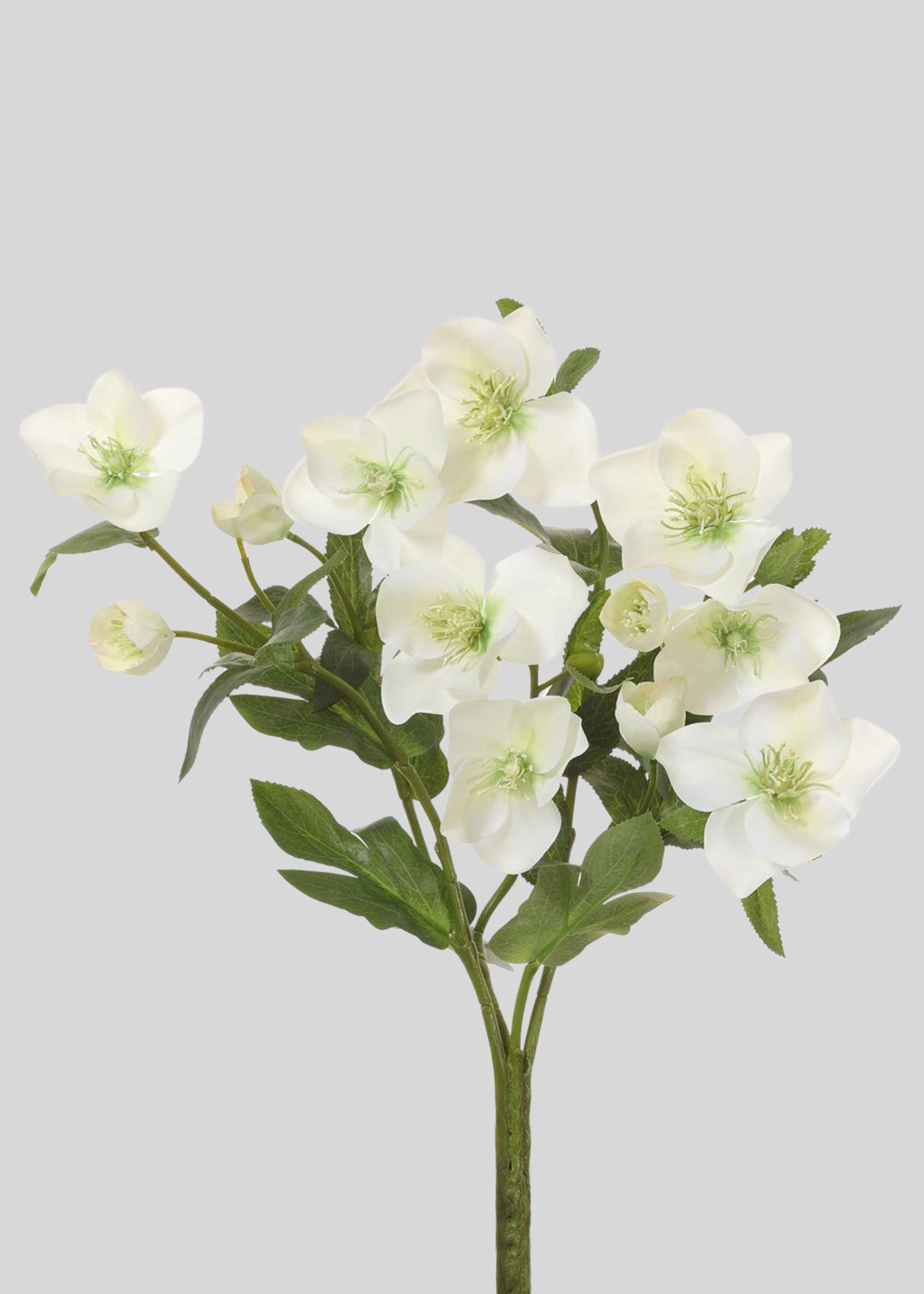 Cream Green Fake Helleborus Bush