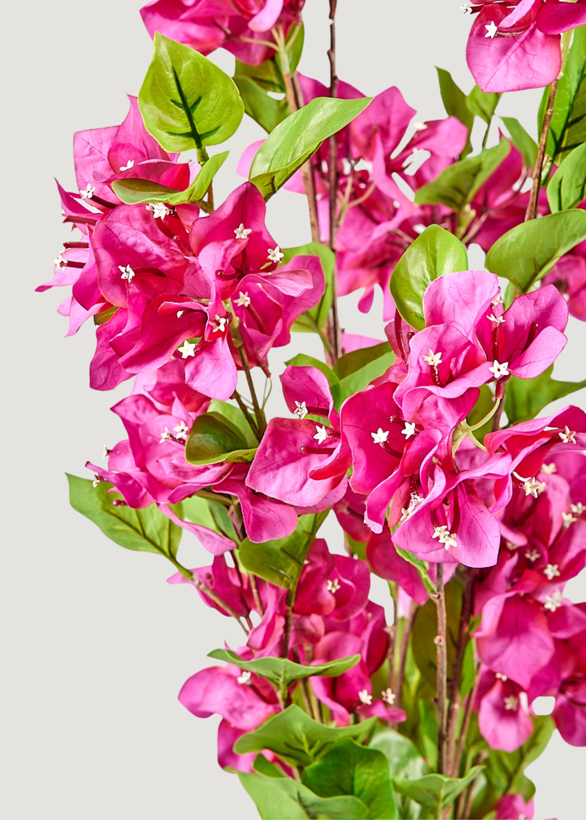 plastic bougainvillea plants Fuchsia Bougainvillea Bush