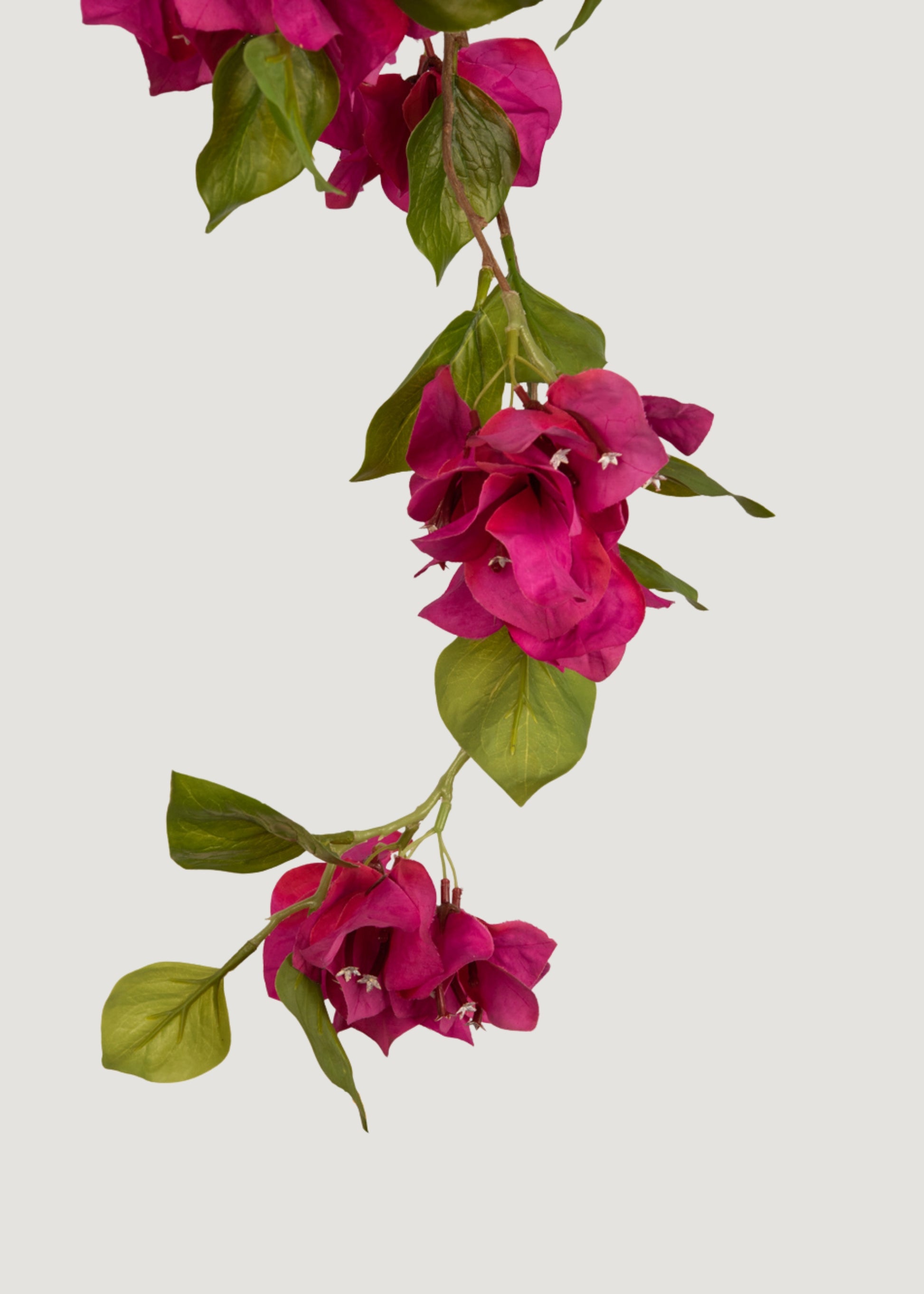 plastic bougainvillea plants Fuchsia Bougainvillea Bush