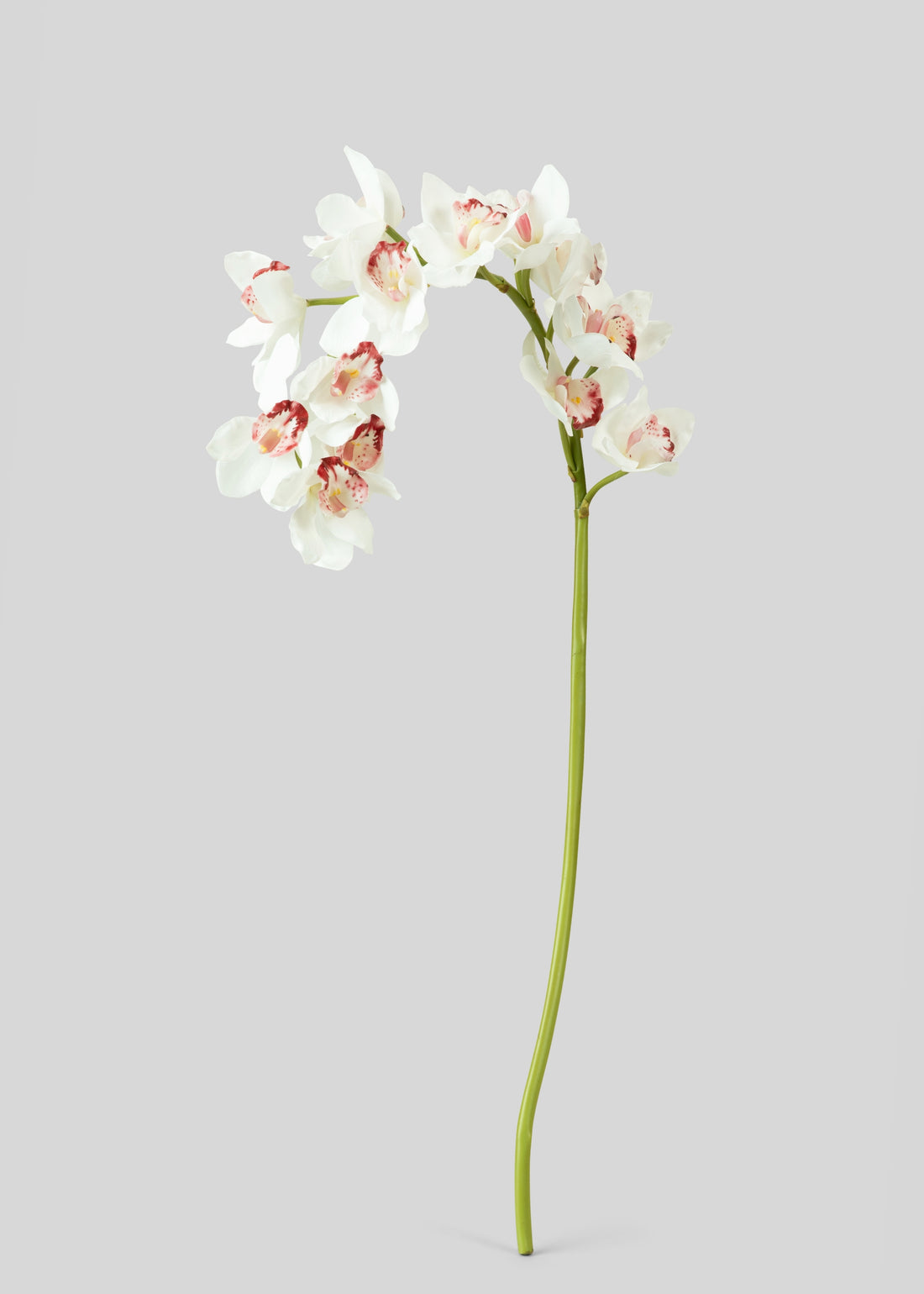 Large Natural Touch Cymbidium Orchid