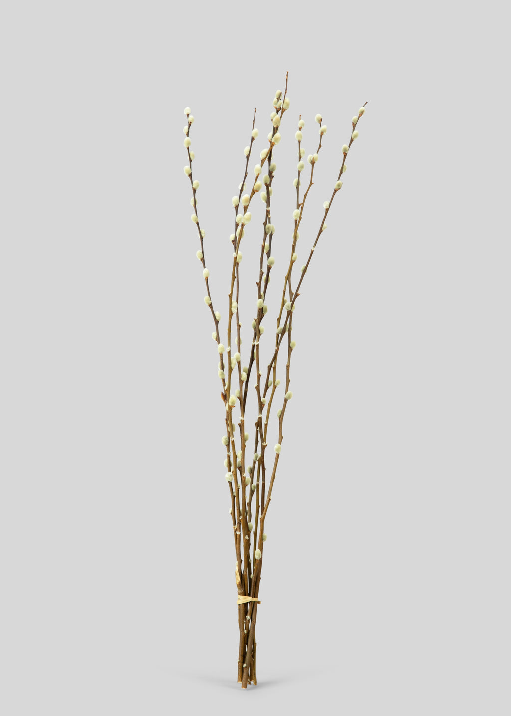 Natural Dried Pussy Willow Bundle