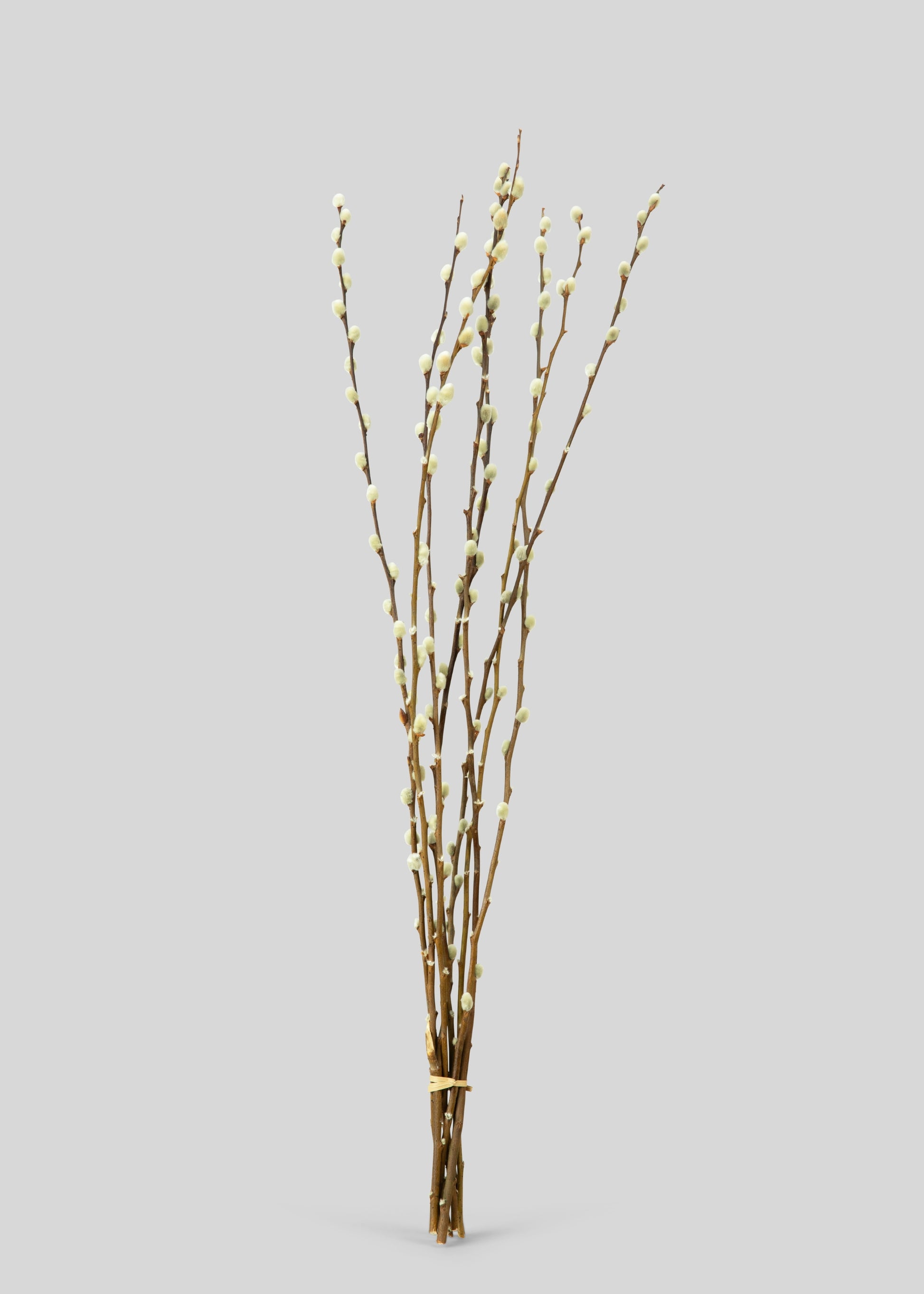 Natural Dried Pussy Willow Bundle