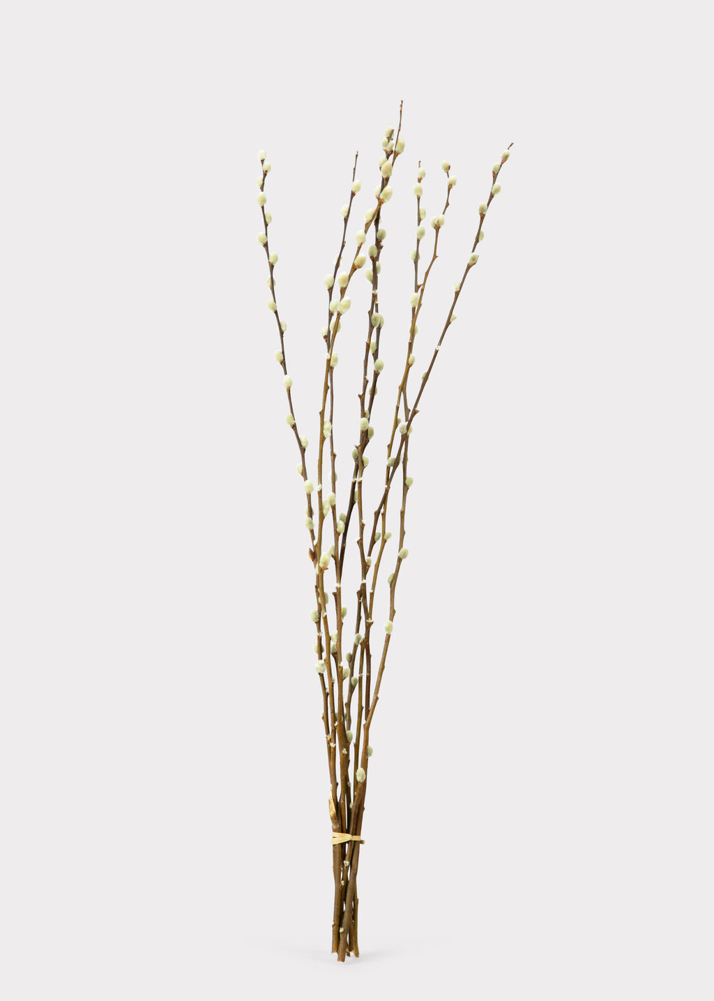 Natural Dried Pussy Willow Bundle