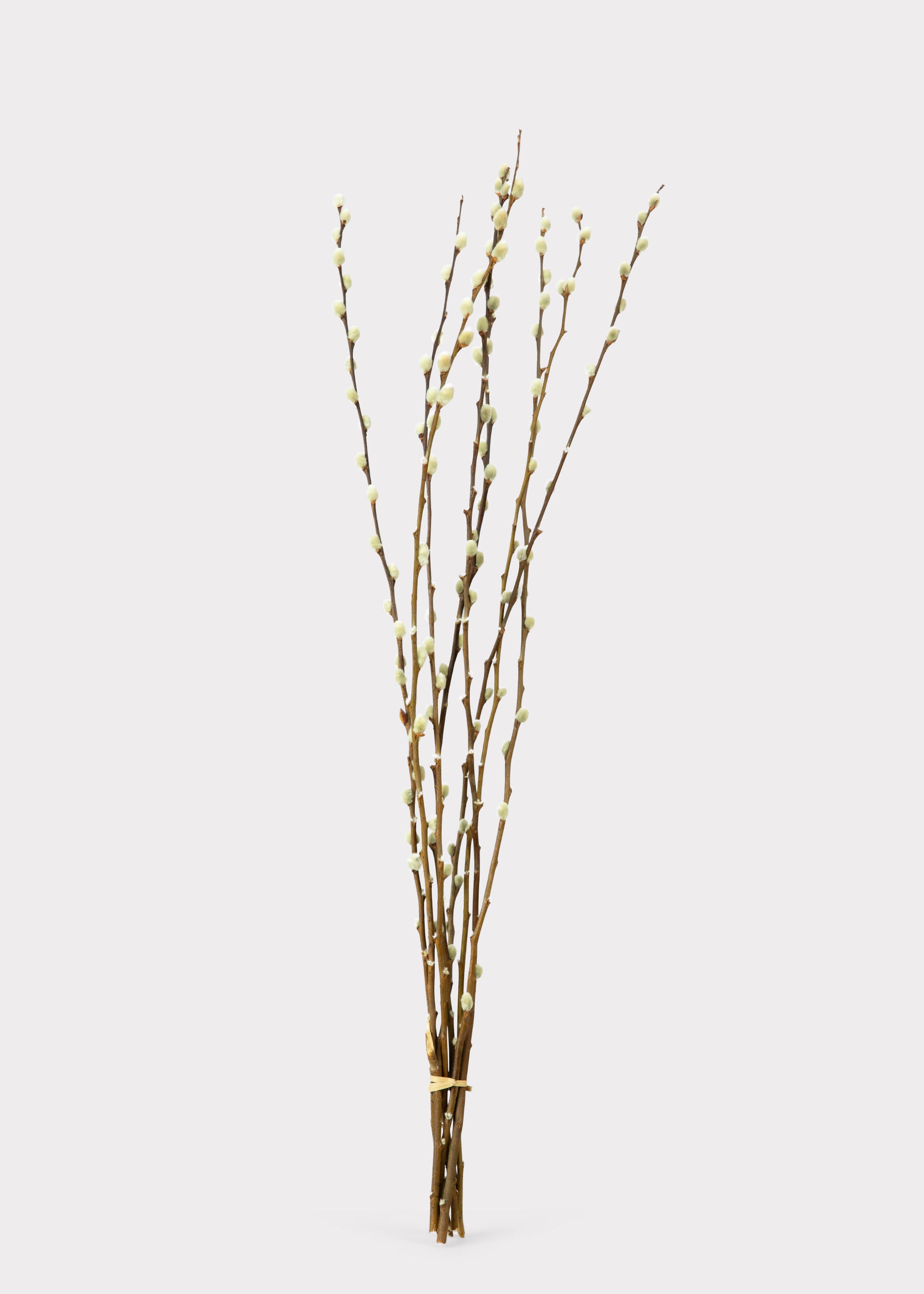 Natural Dried Pussy Willow Bundle