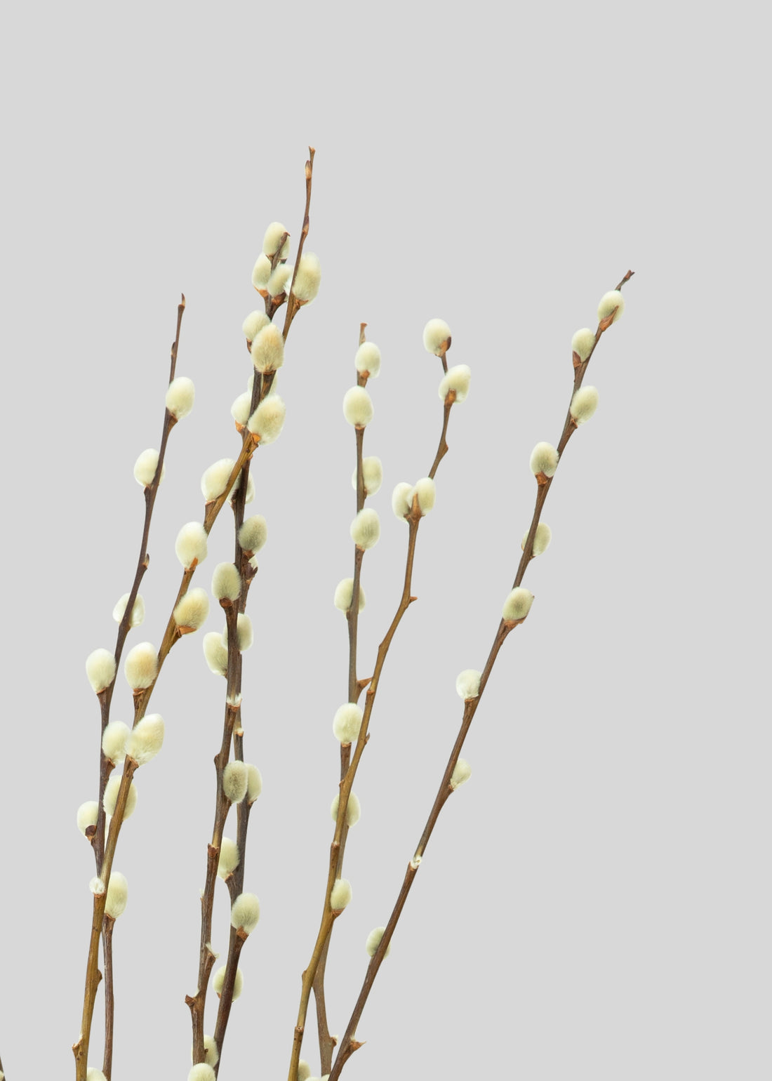 Dried Pussy Willows