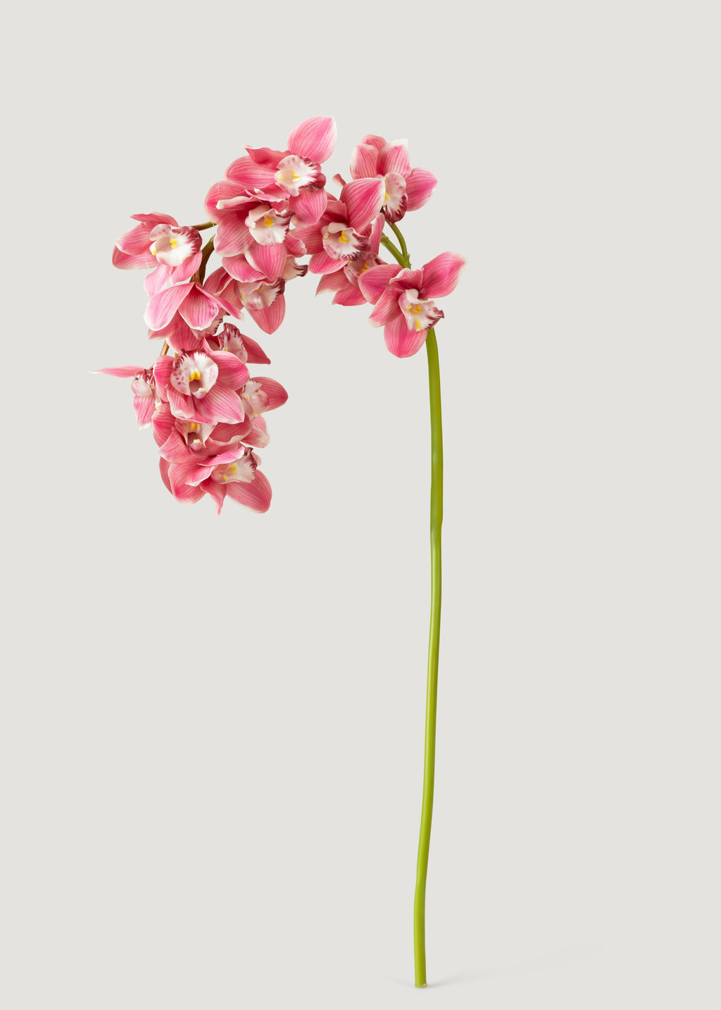 Natural Touch Cymbidium Orchid in Pink